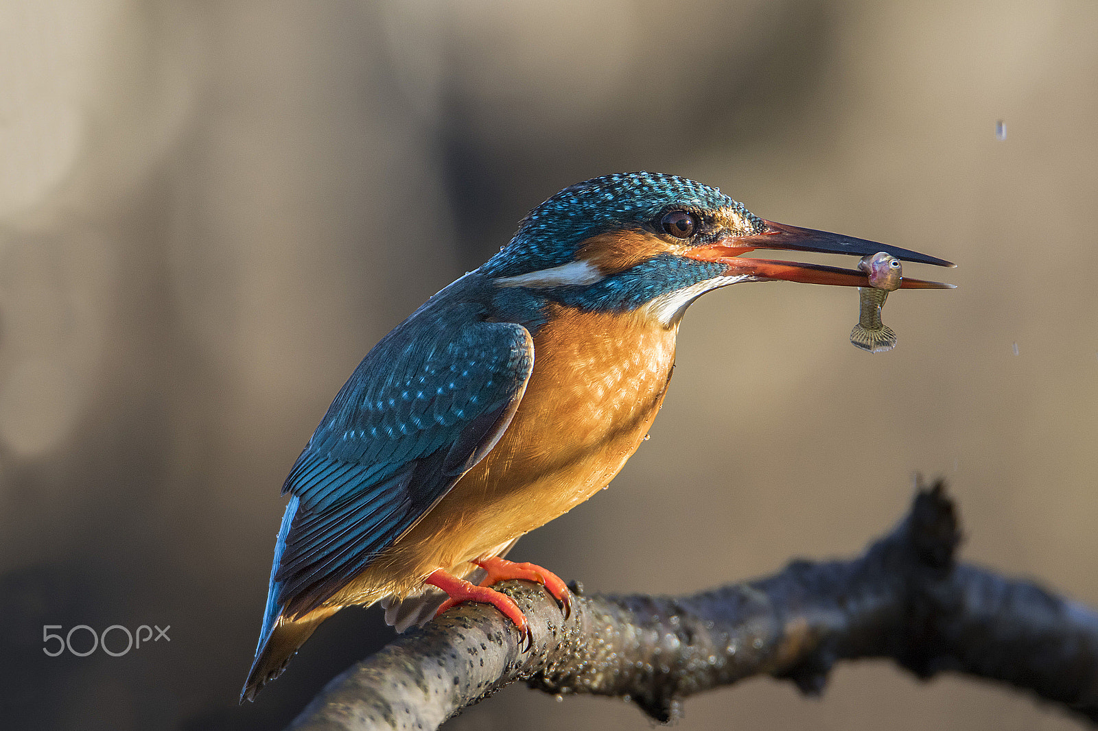 Canon EOS 7D Mark II + Tamron SP 150-600mm F5-6.3 Di VC USD sample photo. ..breakfast of kingfisher.. photography