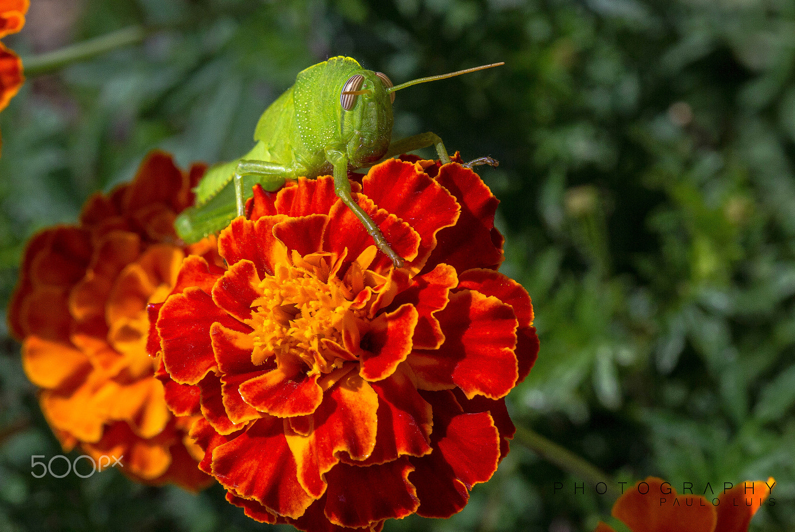 Canon EOS 60D + Canon EF 100mm F2.8 Macro USM sample photo. Here i am photography