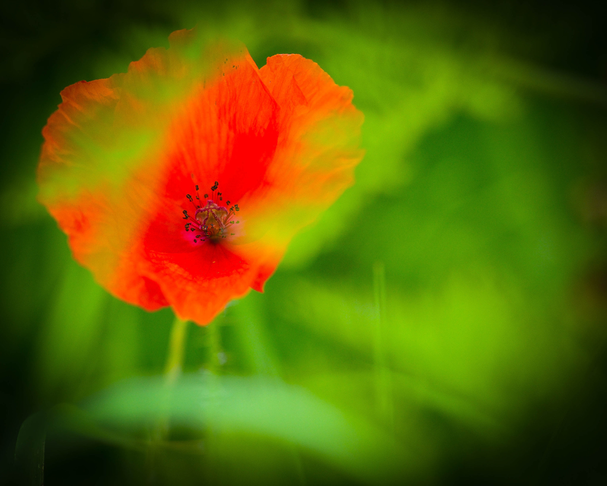 Sigma 105mm F2.8 EX DG Macro sample photo. Mohn photography