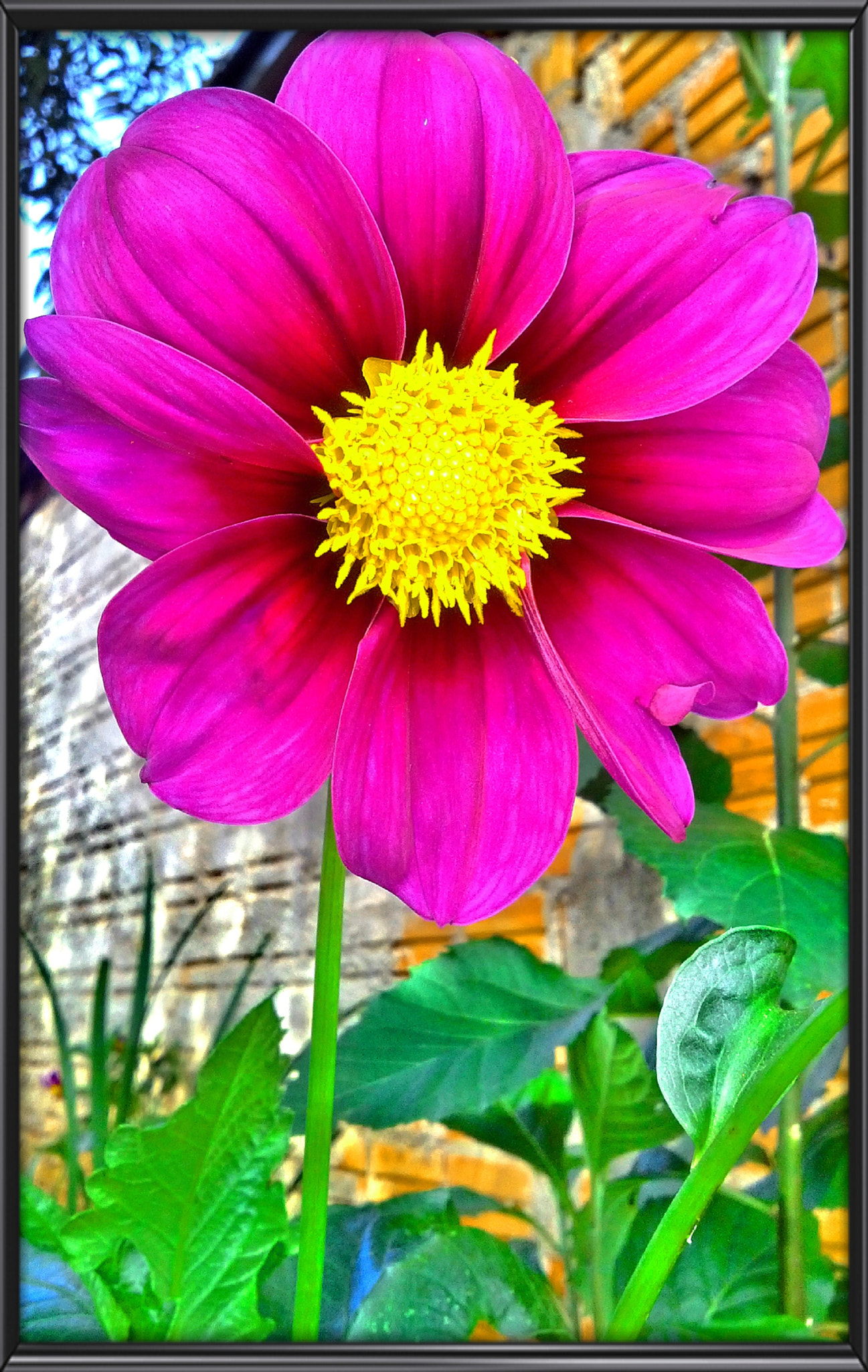 LG OPTIMUS L9 sample photo. Flower..#brazil photography