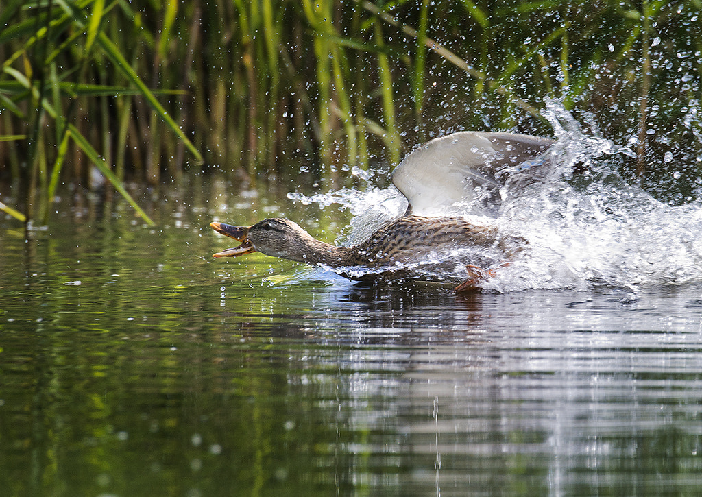 Nikon AF-S Nikkor 600mm F4D ED-IF II sample photo. On the run photography