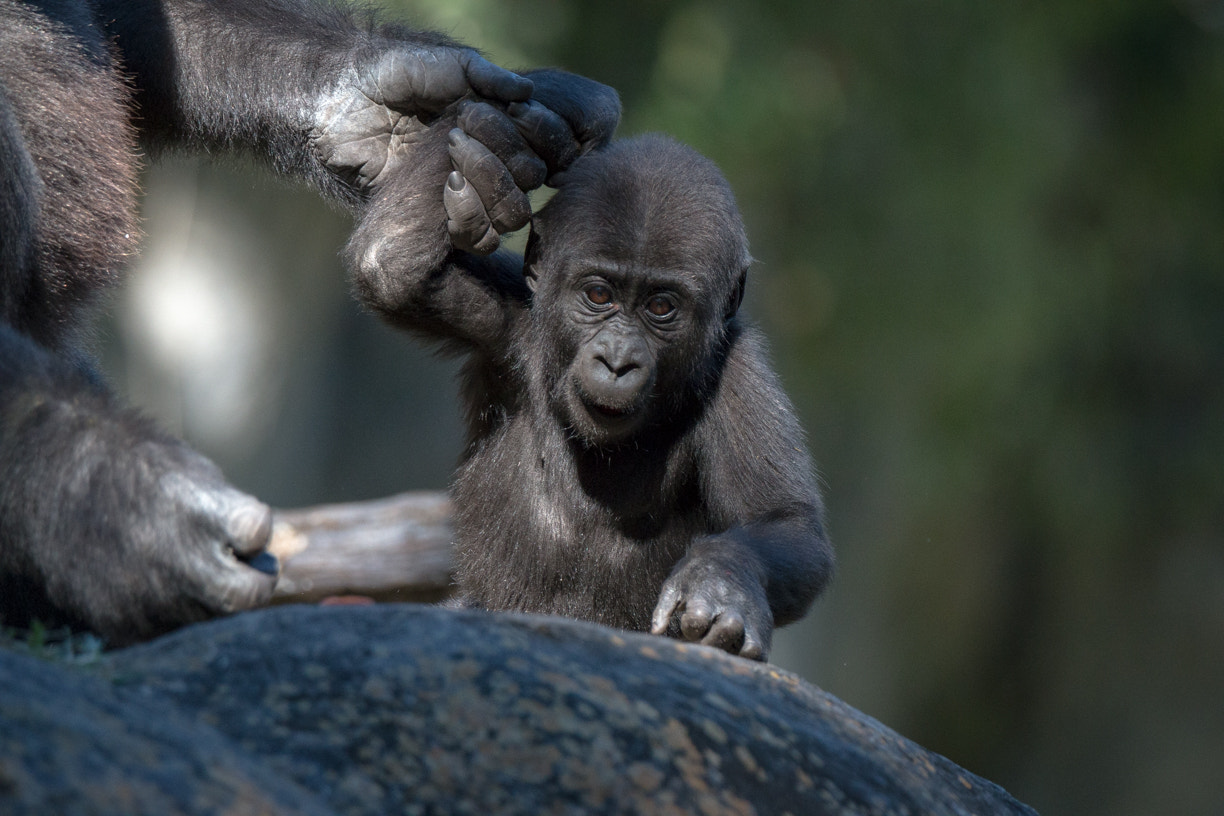 Tamron SP 150-600mm F5-6.3 Di VC USD sample photo. Baby gorilla photography