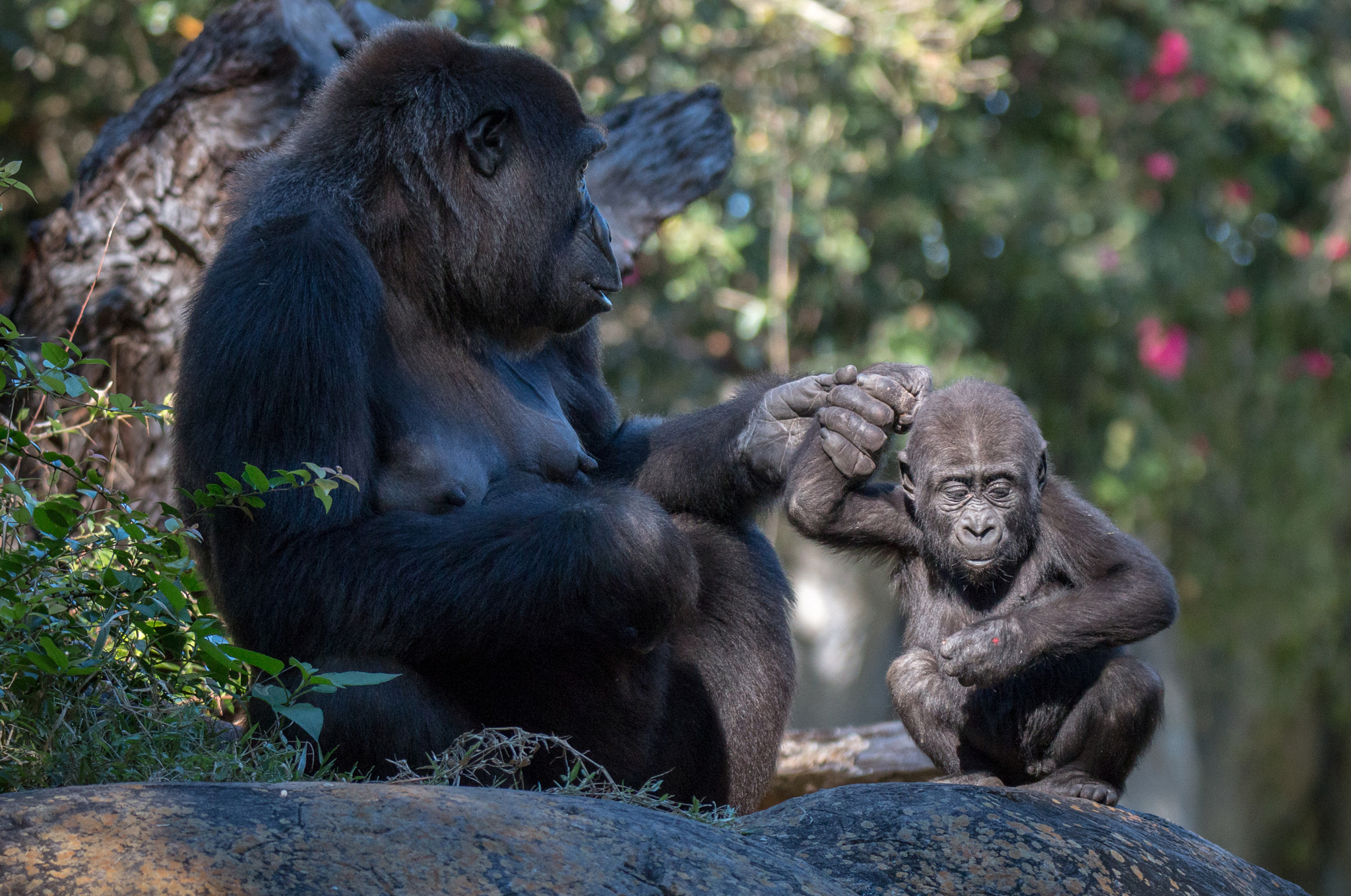 Tamron SP 150-600mm F5-6.3 Di VC USD sample photo. Mother and baby gorilla holding hands photography