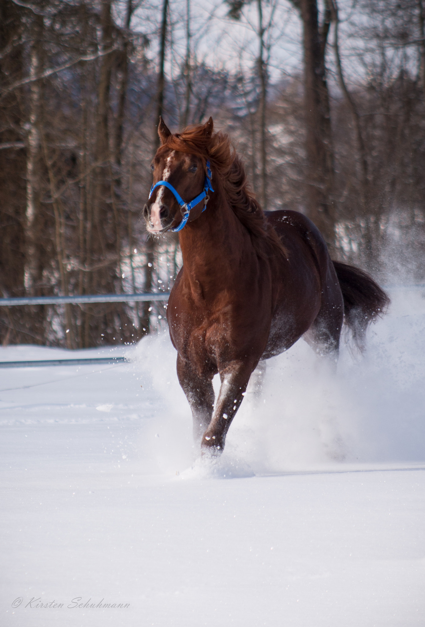 Canon EF 70-210mm f/3.5-4.5 USM sample photo. Breathtaking quarter horse stallion photography