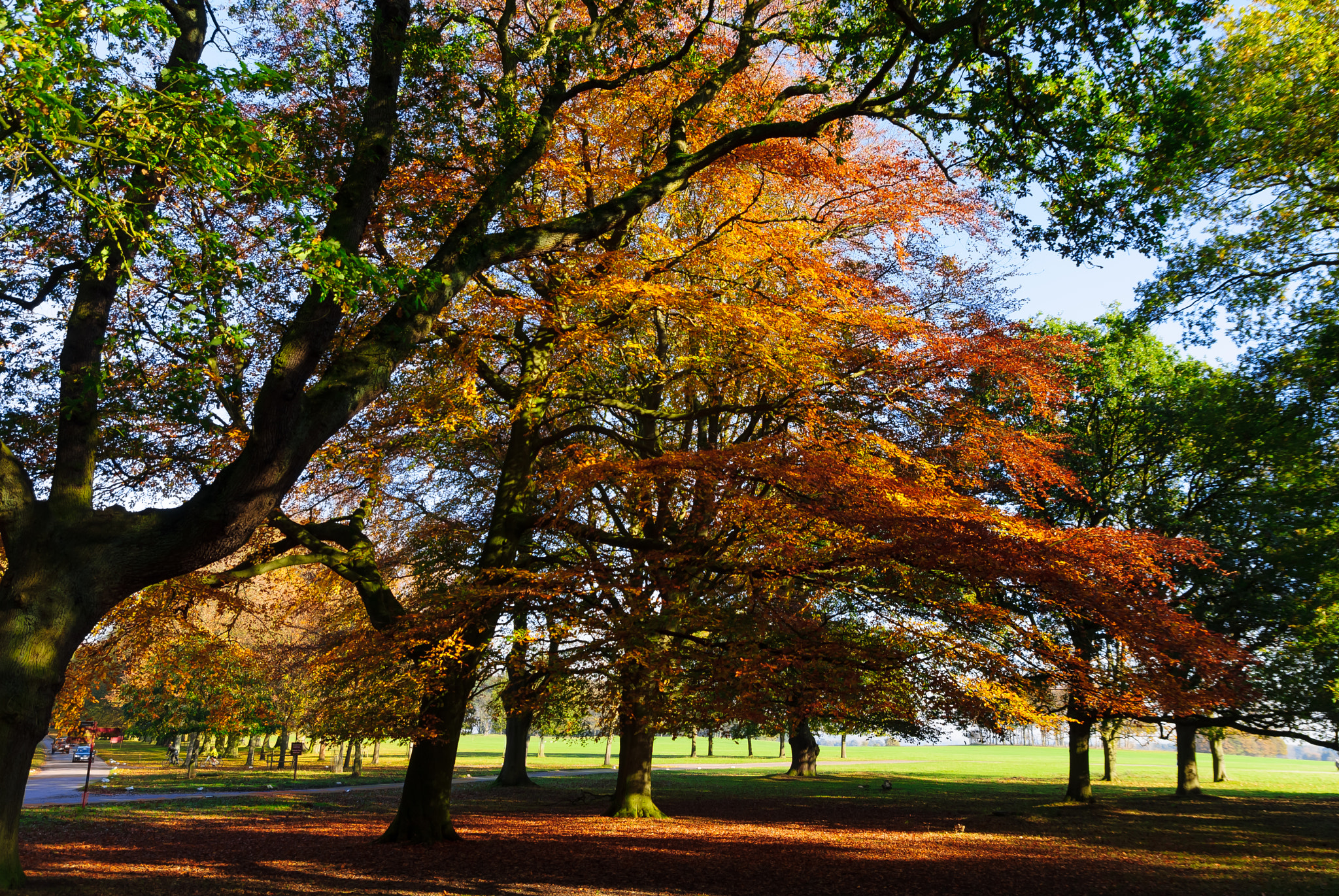 Sony Alpha DSLR-A300 sample photo. Tatton park in autumn photography