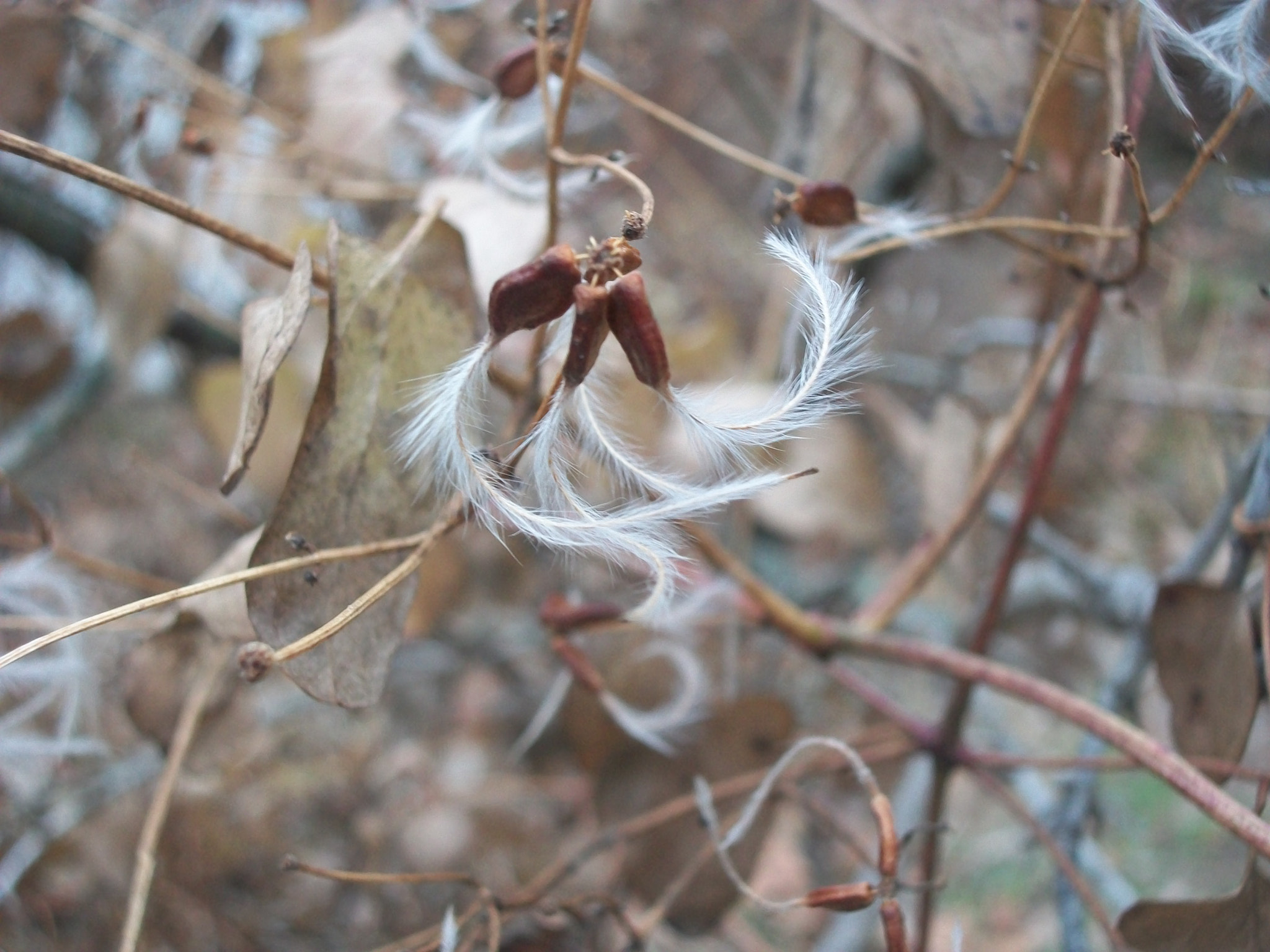 Kodak EASYSHARE C180 DIGITAL CAMERA sample photo. Feather fuzz photography