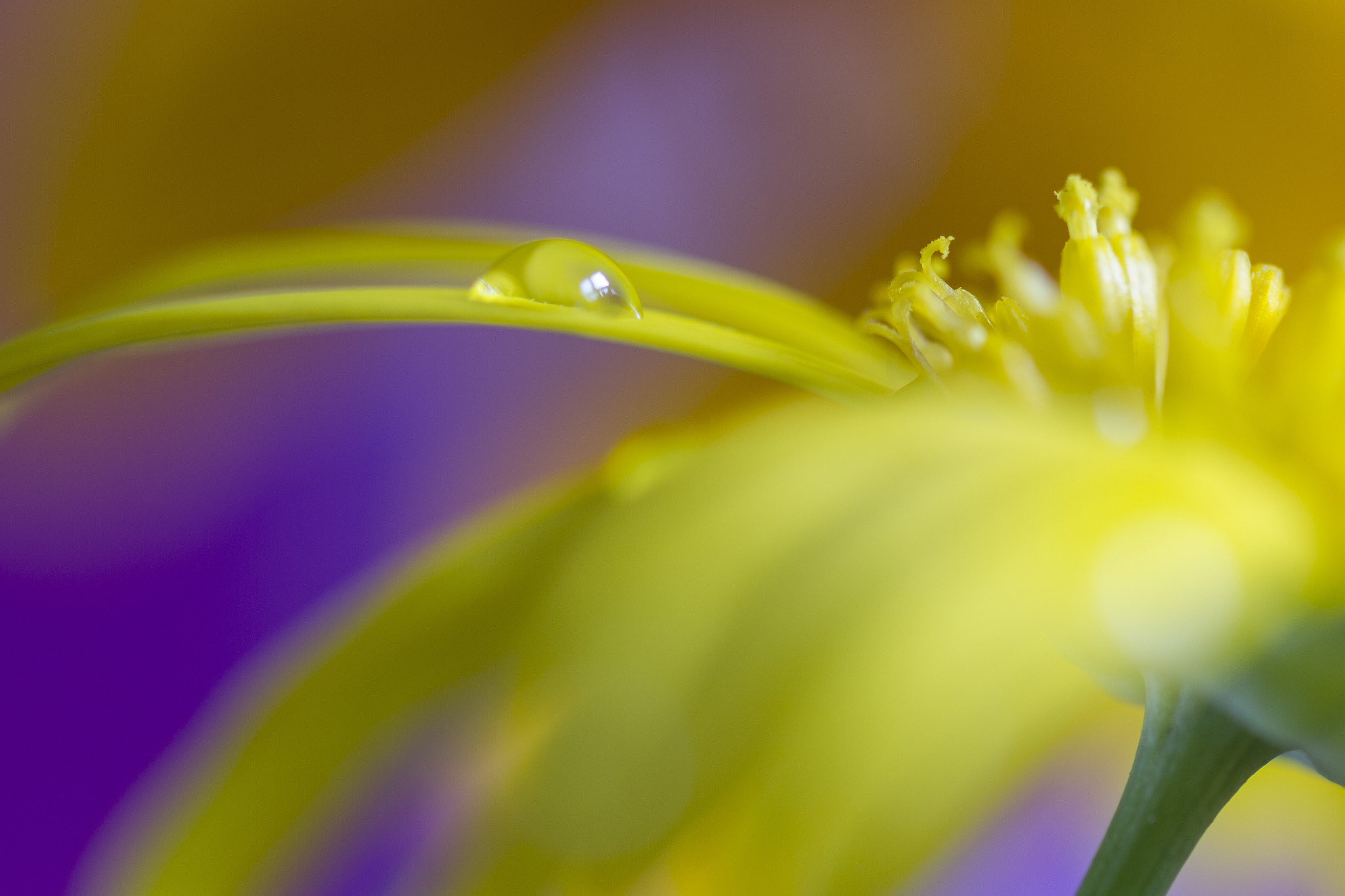 Sigma 105mm F2.8 EX DG OS HSM sample photo. Carnaval de colores photography