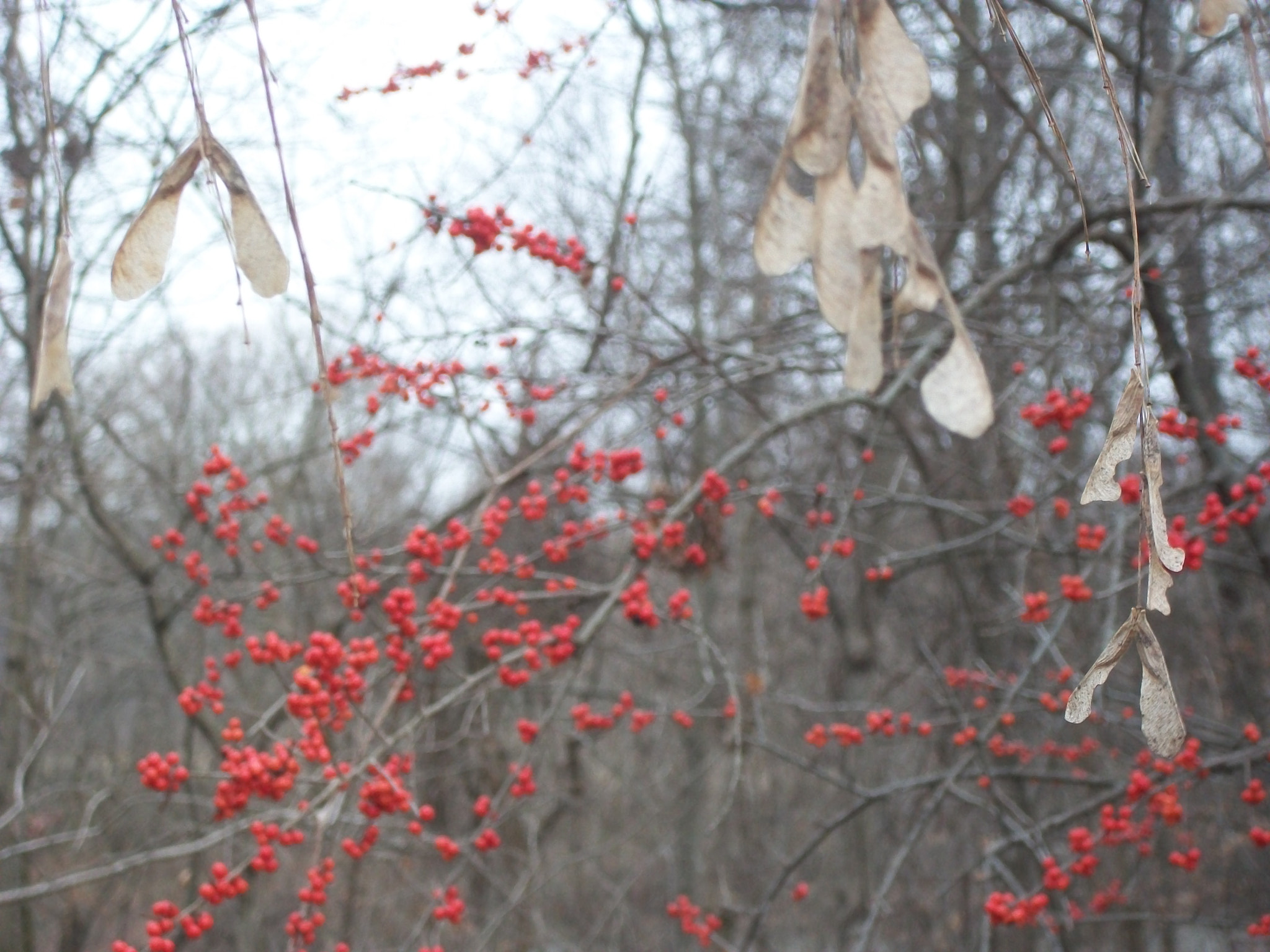 Kodak EASYSHARE C180 DIGITAL CAMERA sample photo. Red berries photography