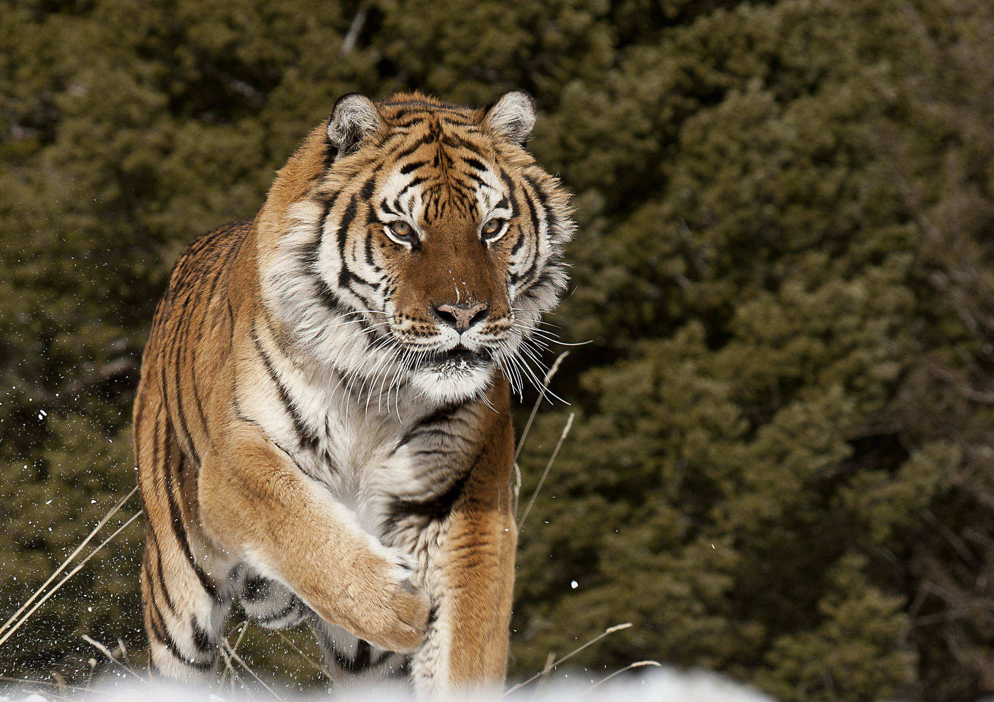 Canon EOS-1Ds Mark III + Canon EF 100-400mm F4.5-5.6L IS USM sample photo. Siberian tiger photography