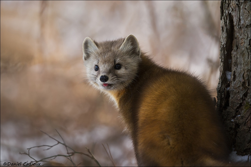 Canon EOS 7D + Canon EF 500mm F4L IS II USM sample photo. Teasing pine marten photography