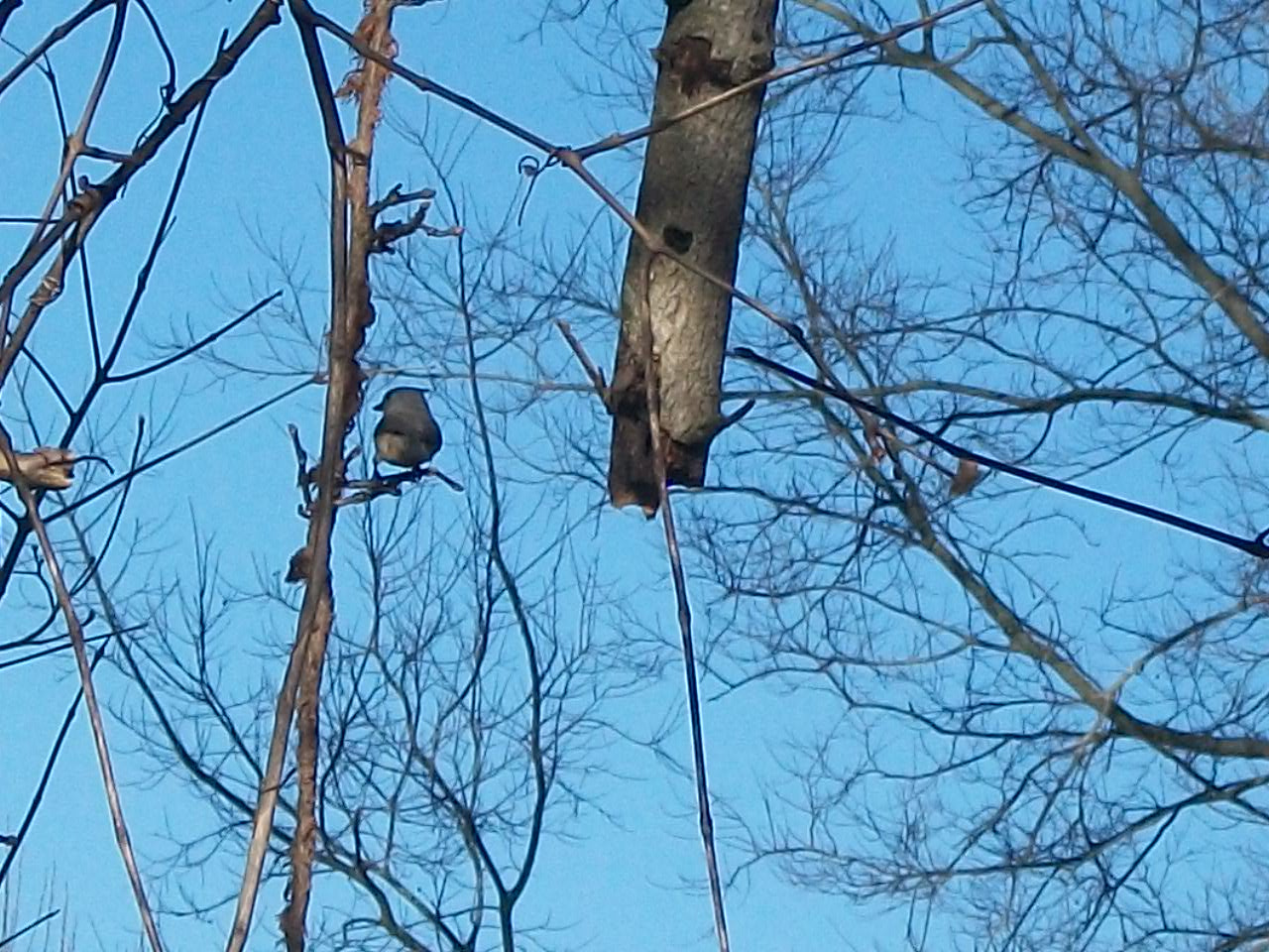 Kodak EASYSHARE C180 DIGITAL CAMERA sample photo. Little bird photography