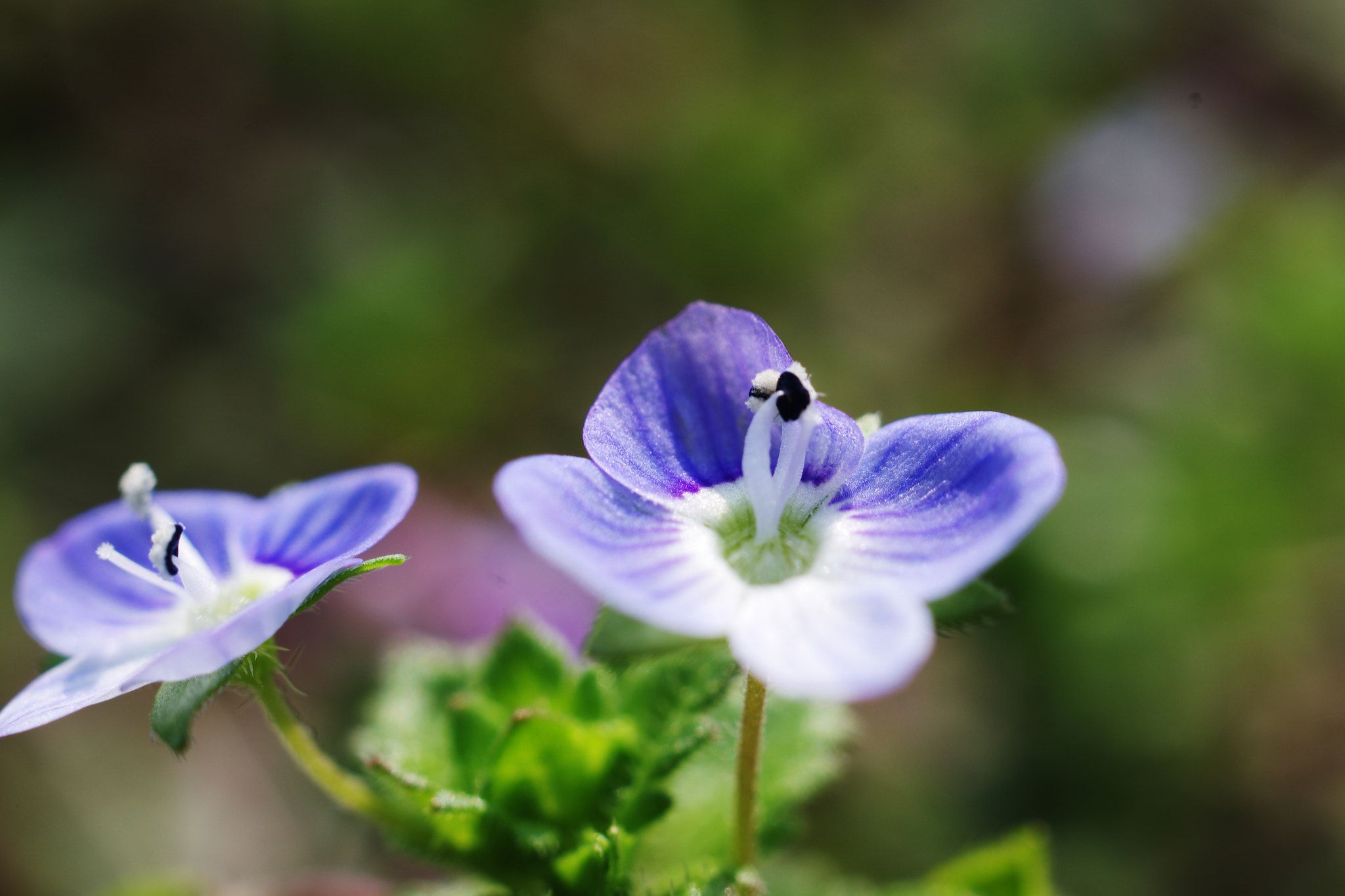 Pentax K-5 + HD Pentax DA 35mm F2.8 Macro Limited sample photo. Flower photography