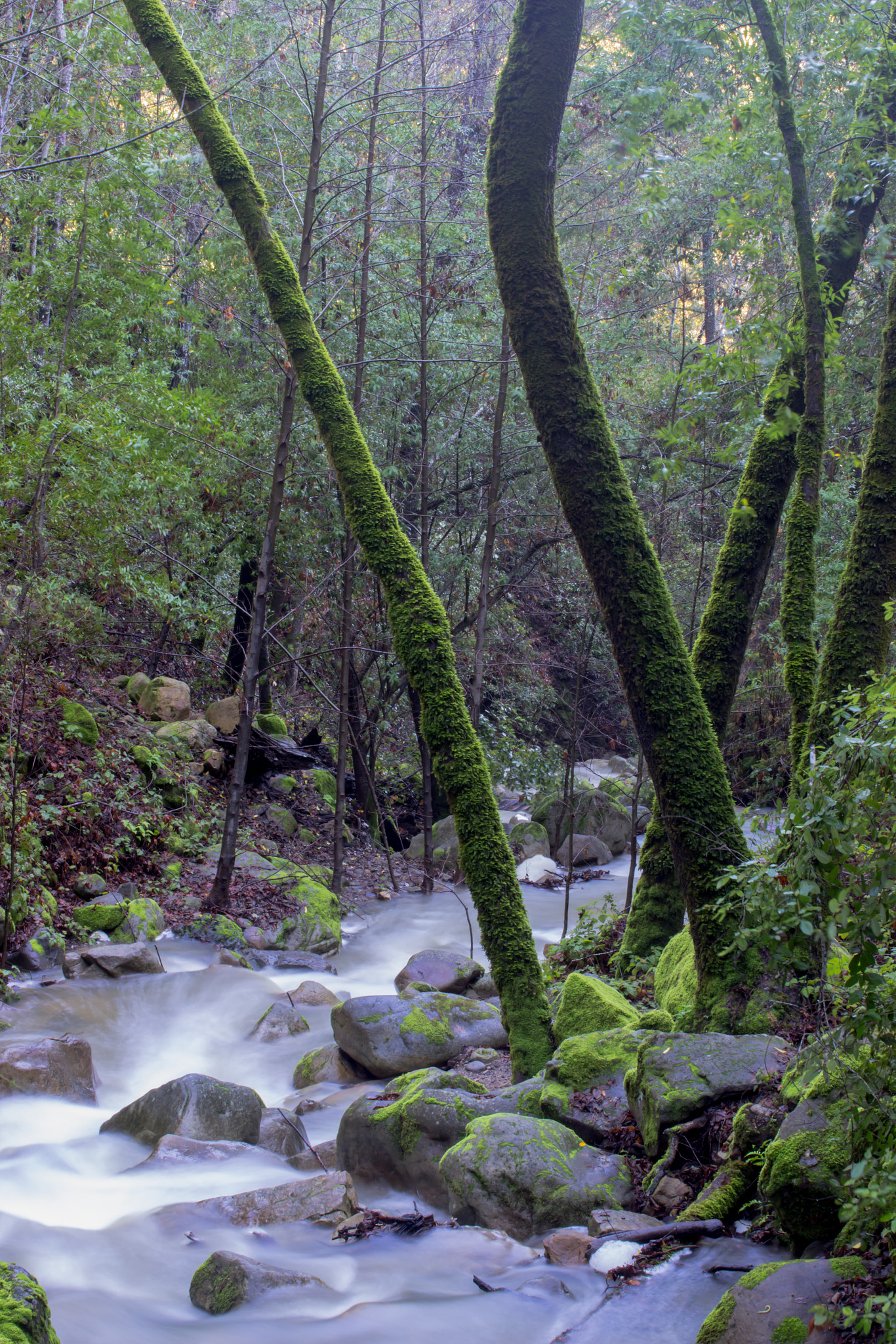 Sigma 50mm F1.4 EX DG HSM sample photo. Vas canyon, ca morning photography