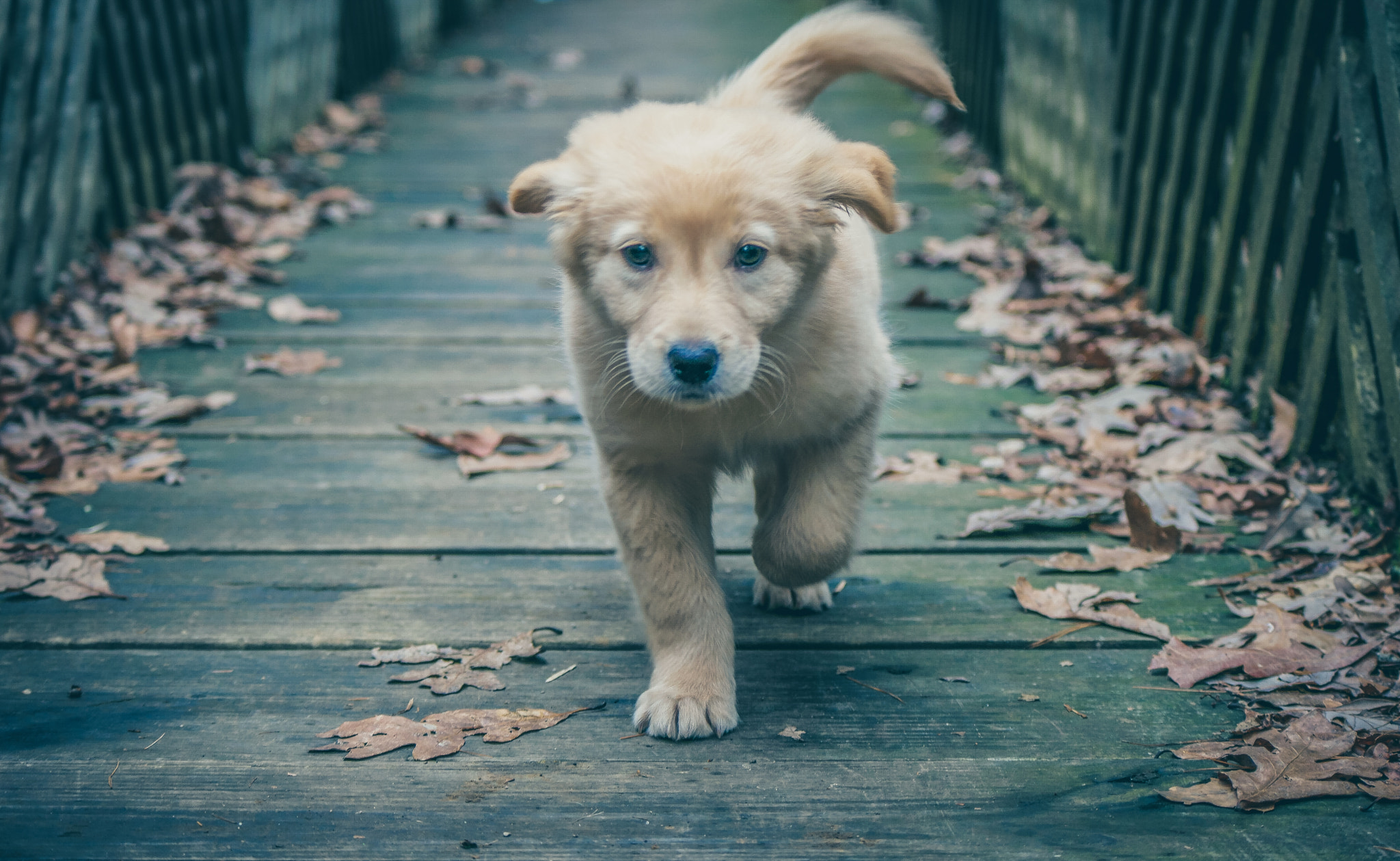 Samsung NX500 + NX 50-200mm F4-5.6 sample photo. Rallo photography