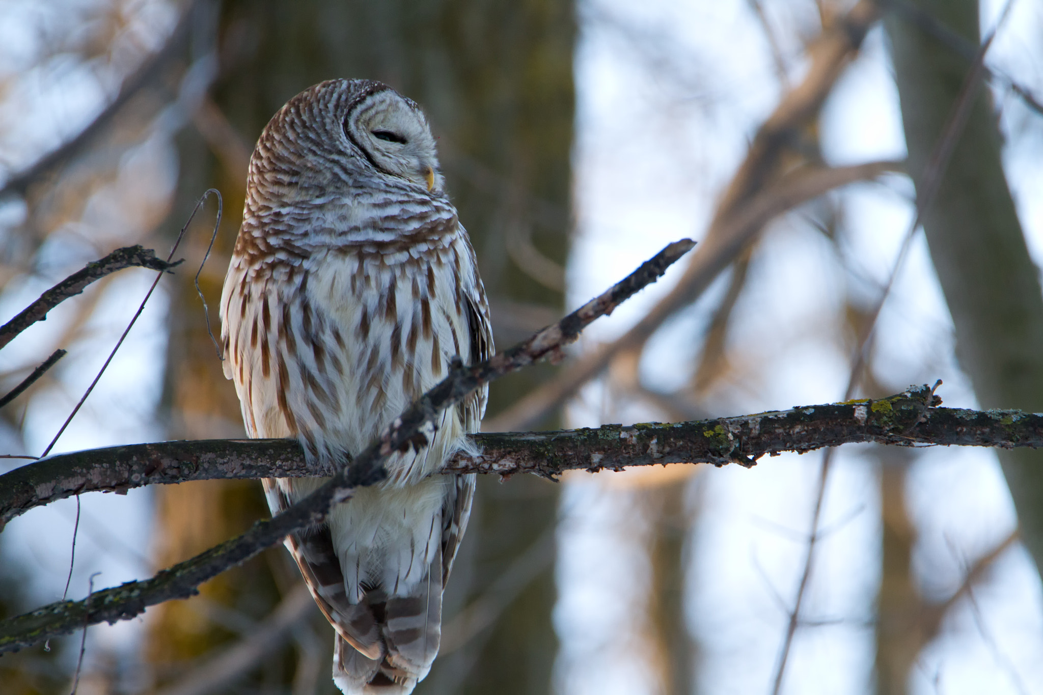Canon EOS 7D + Tamron SP 150-600mm F5-6.3 Di VC USD sample photo. Barred owl photography