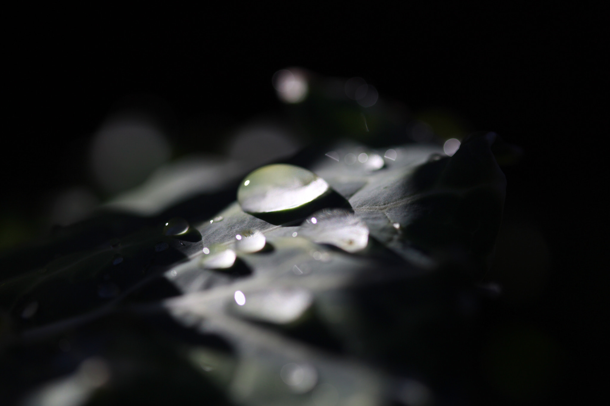 Canon EOS 1200D (EOS Rebel T5 / EOS Kiss X70 / EOS Hi) sample photo. Morning dew photography