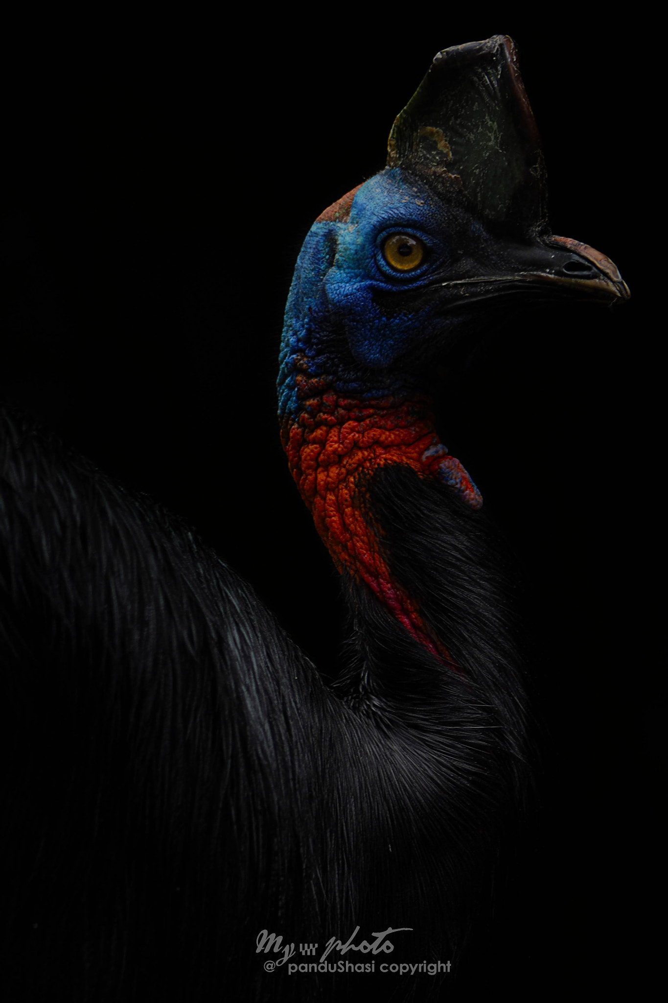 Panasonic Lumix G Vario 45-200mm F4-5.6 OIS sample photo. Casuarius casuarius photography