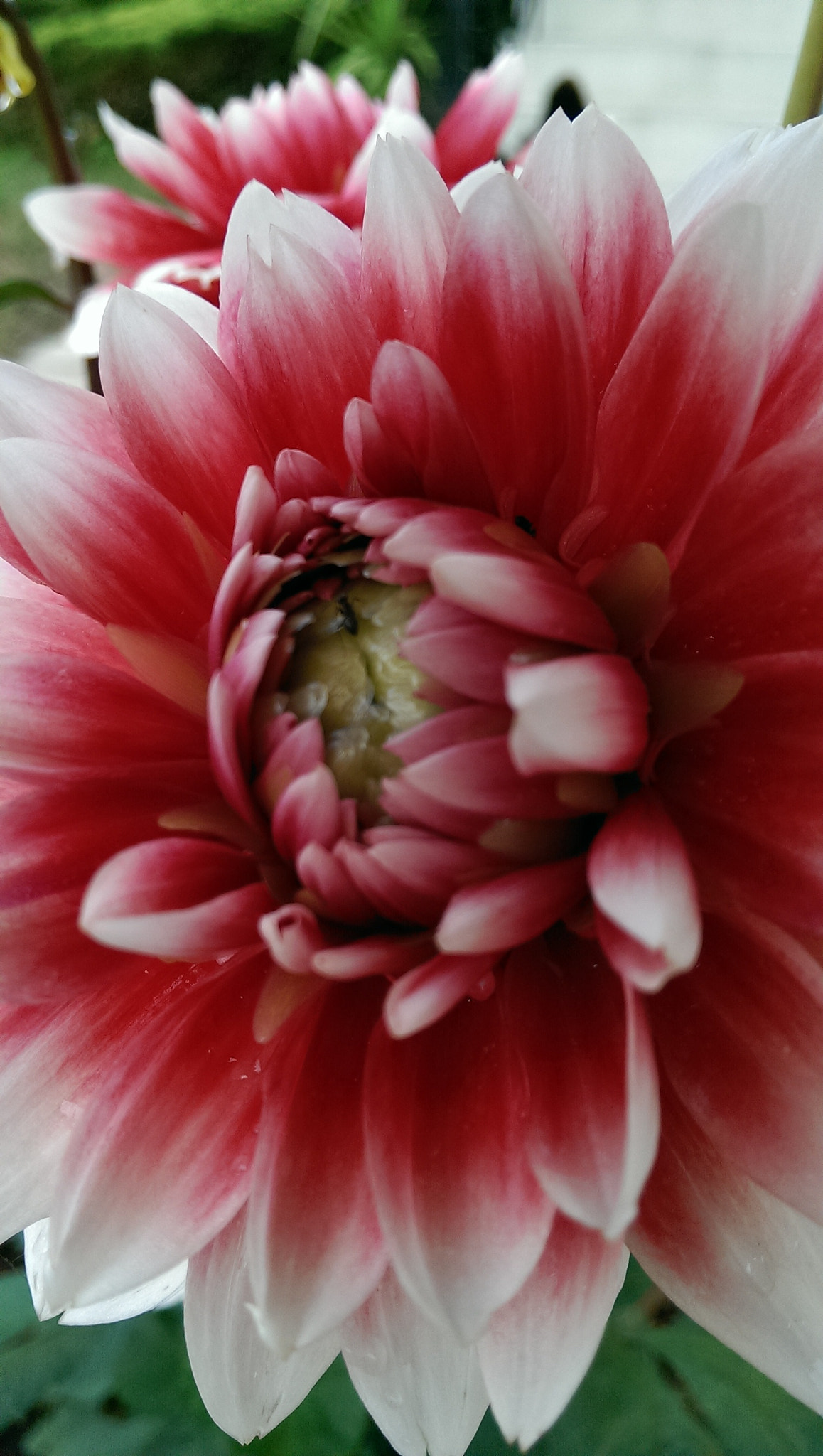 HTC ONE MINI sample photo. Mes fleurs photography