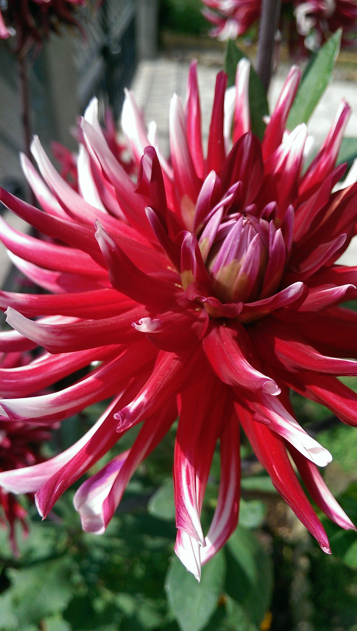 HTC ONE MINI sample photo. Mes fleurs photography
