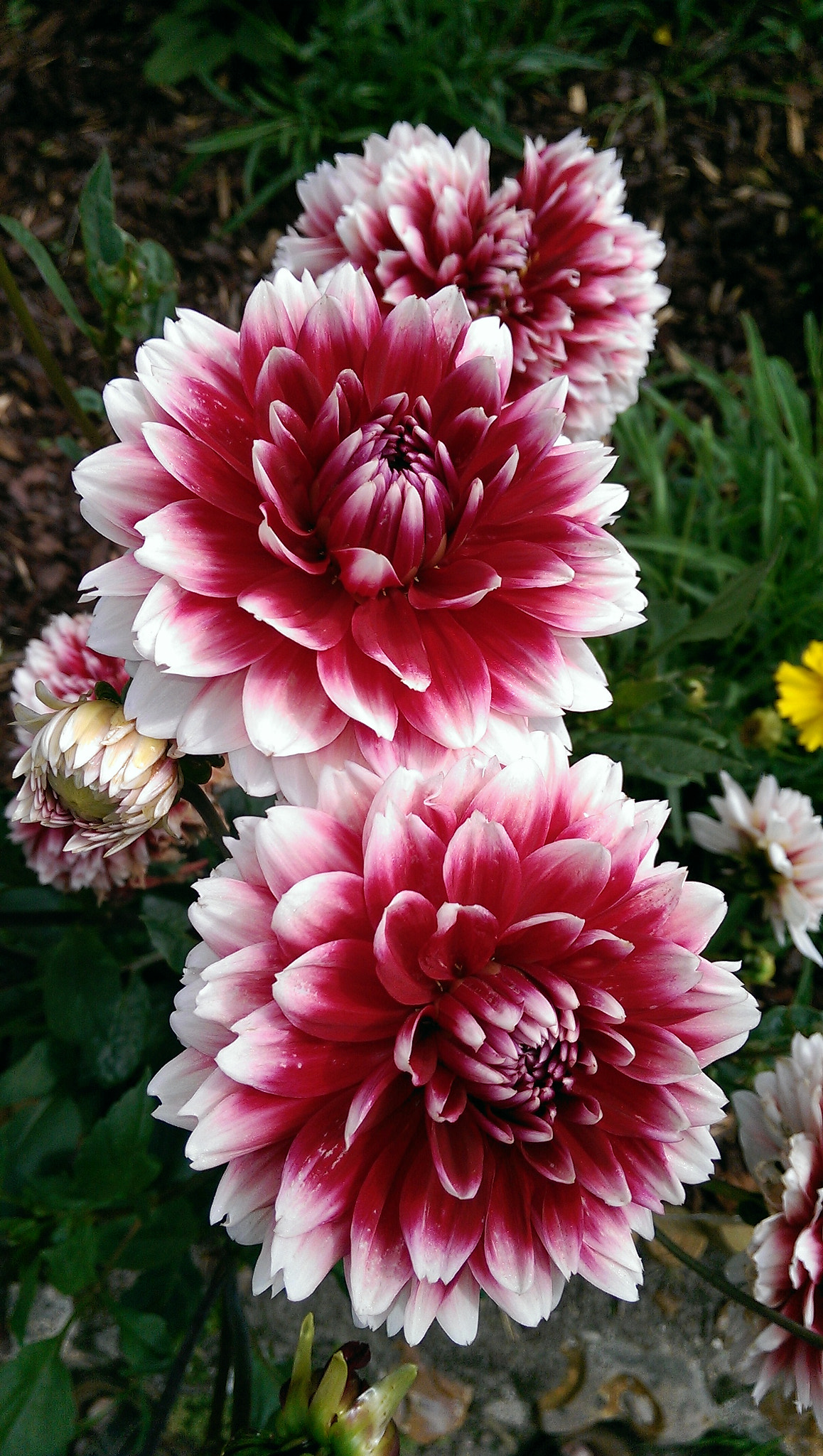 HTC ONE MINI sample photo. Mes fleurs photography