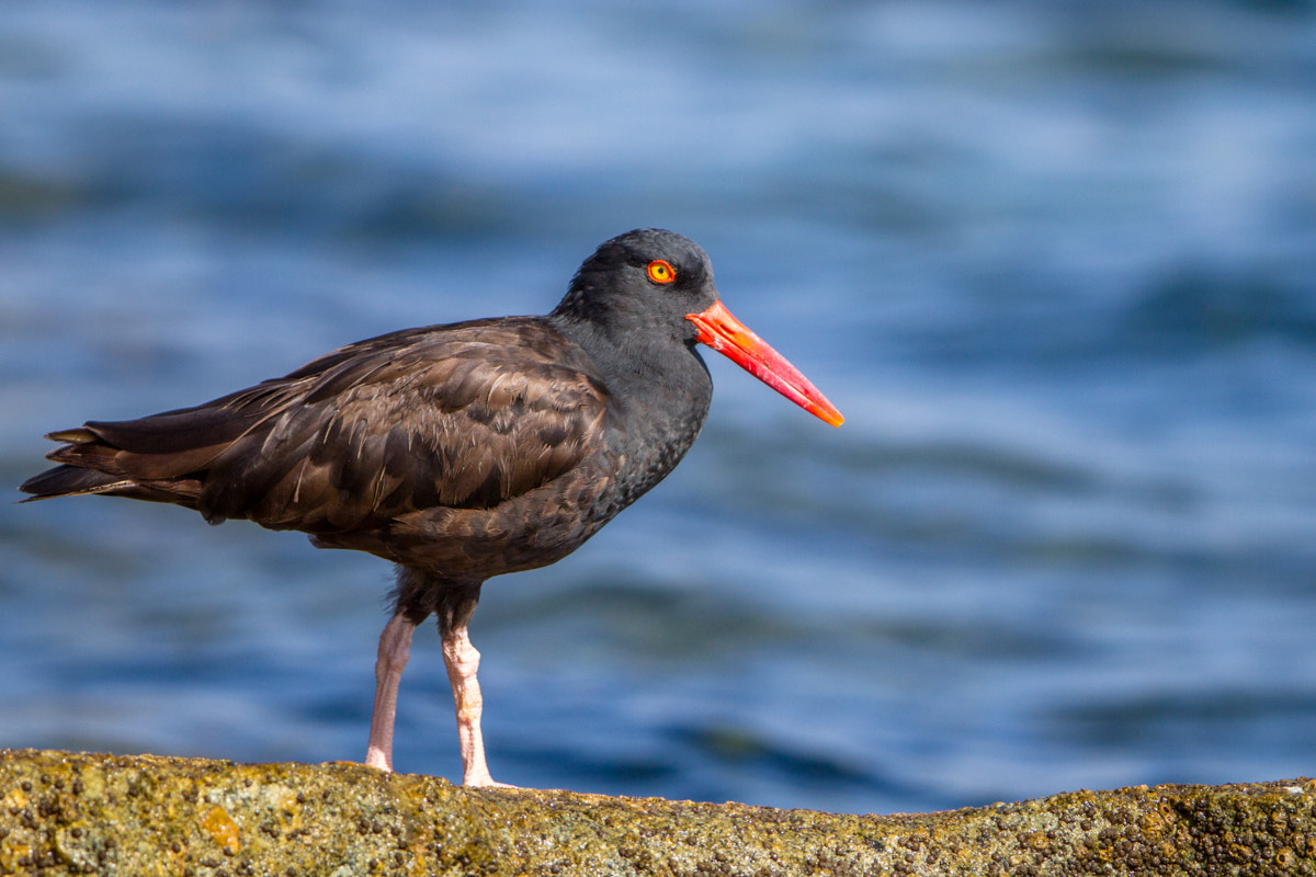 Canon EF 200-400mm F4L IS USM Extender 1.4x sample photo. Black oystercatcher photography