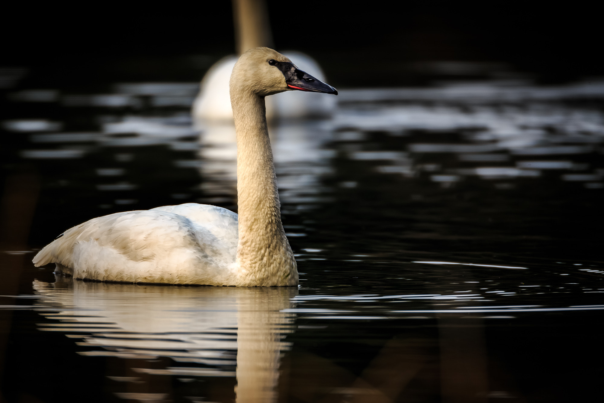 Canon EF 800mm F5.6L IS USM sample photo. Heart lake swan photography
