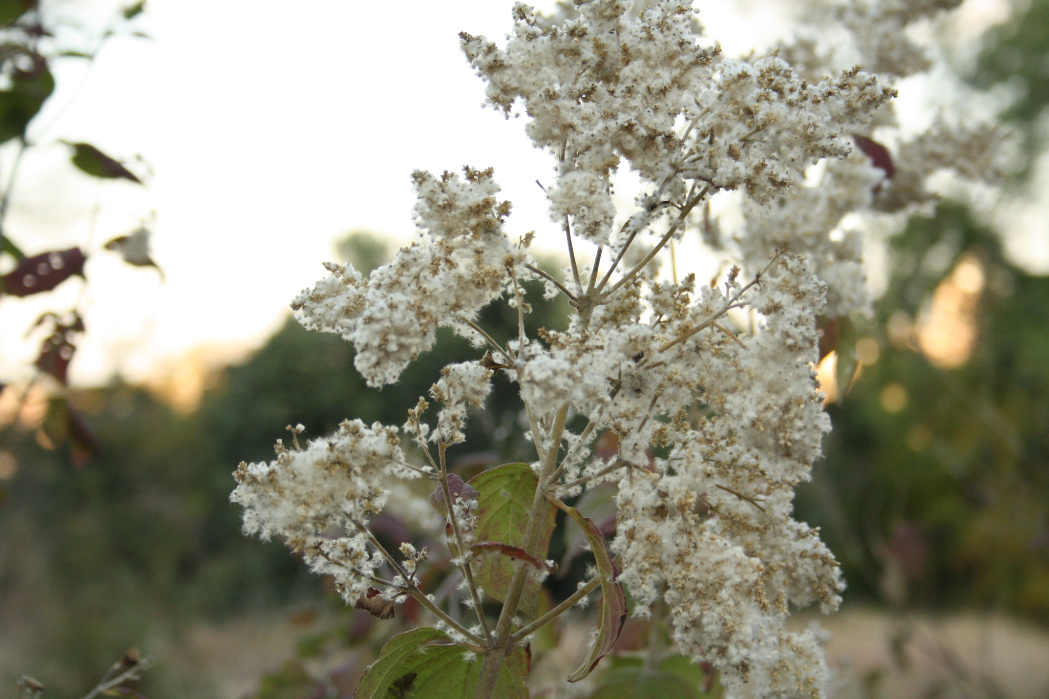 Canon EF-S 18-55mm F3.5-5.6 sample photo. Plant photography