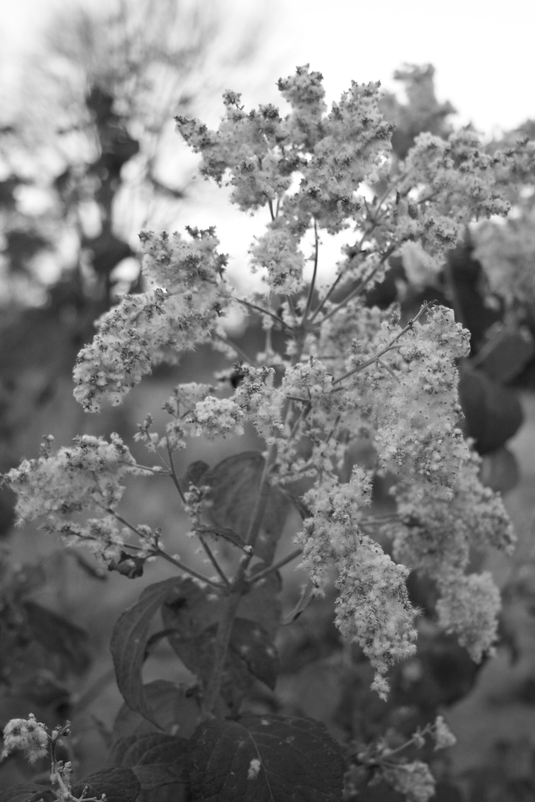 Canon EF-S 18-55mm F3.5-5.6 sample photo. Plant photography