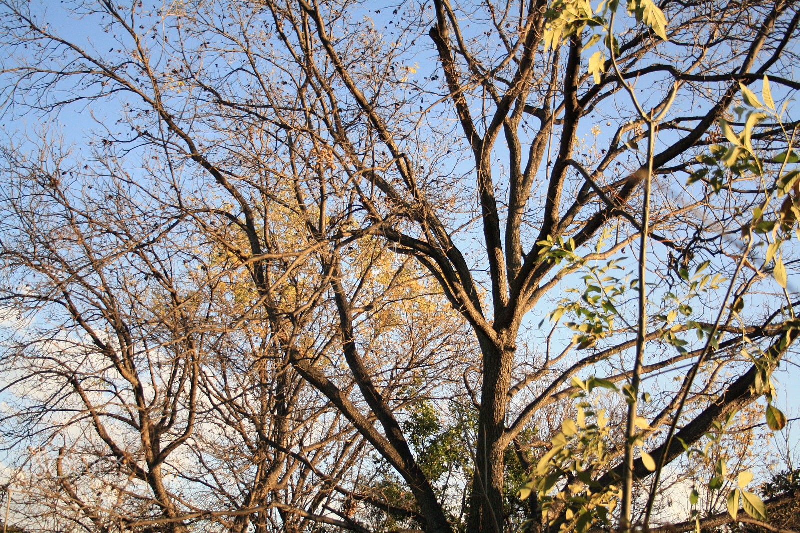 Canon EF-S 18-55mm F3.5-5.6 sample photo. Dried up trees photography
