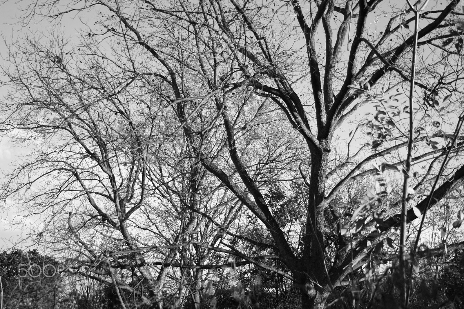 Canon EF-S 18-55mm F3.5-5.6 sample photo. Dried up trees in black & white. photography