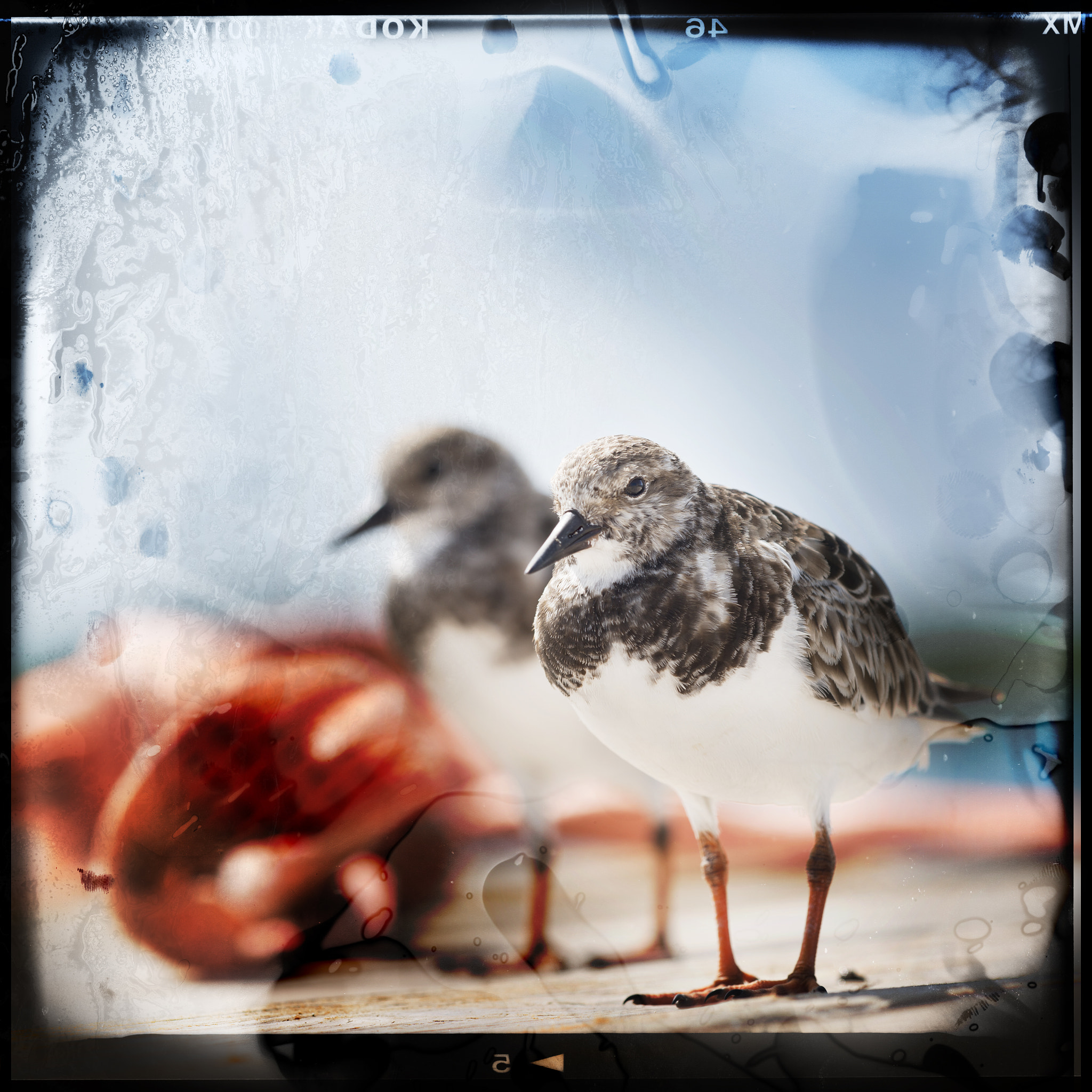 Sigma 150mm F2.8 EX DG Macro HSM sample photo. Shore birds photography