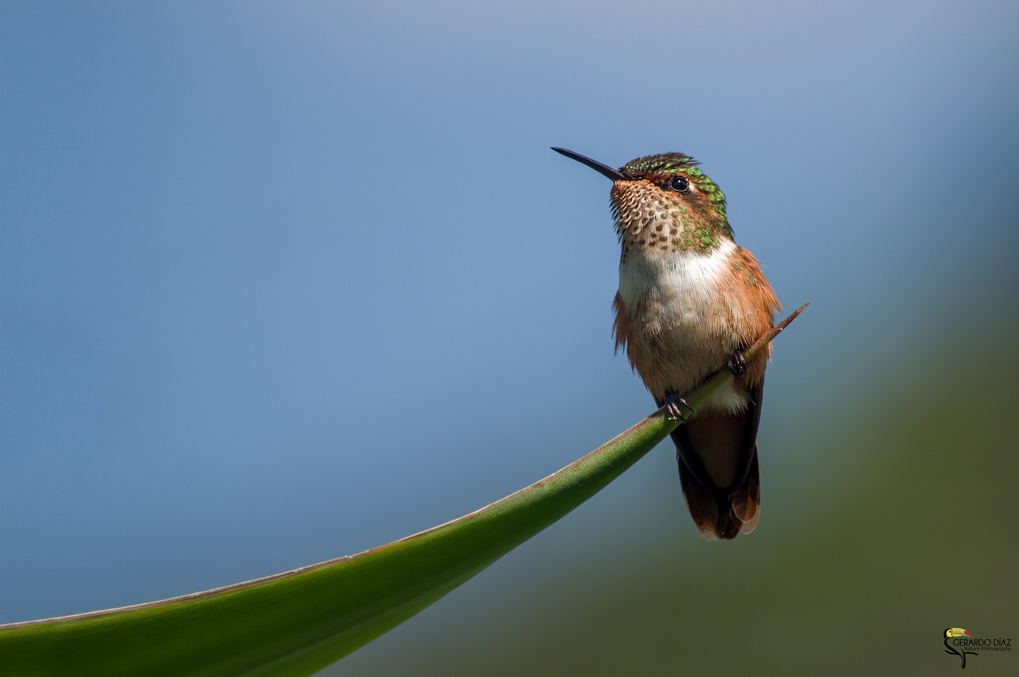 Pentax K-3 II sample photo. Volcano hummingbird (female) photography