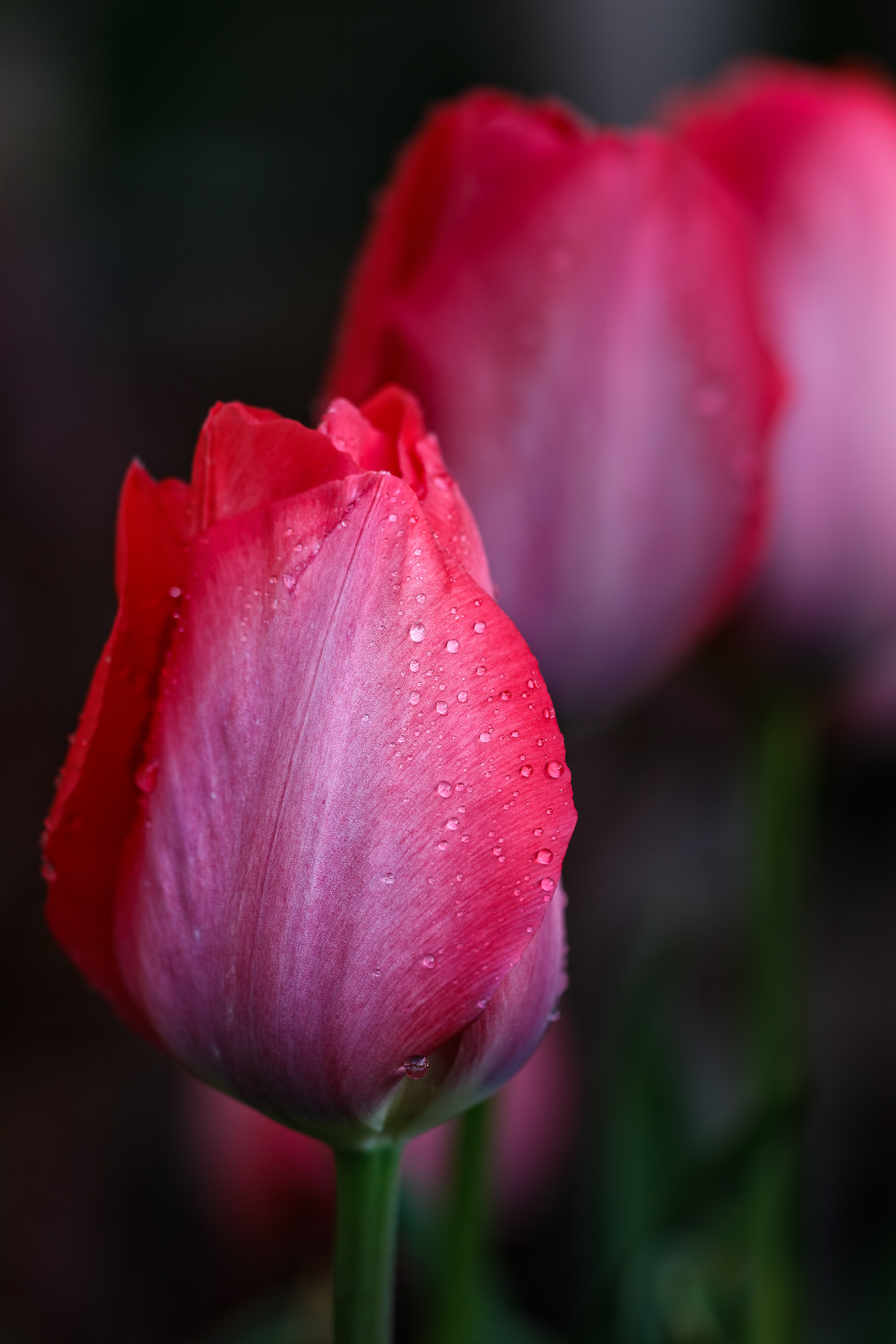Sigma APO Macro 150mm f/2.8 EX DG HSM sample photo. Spring tulips photography