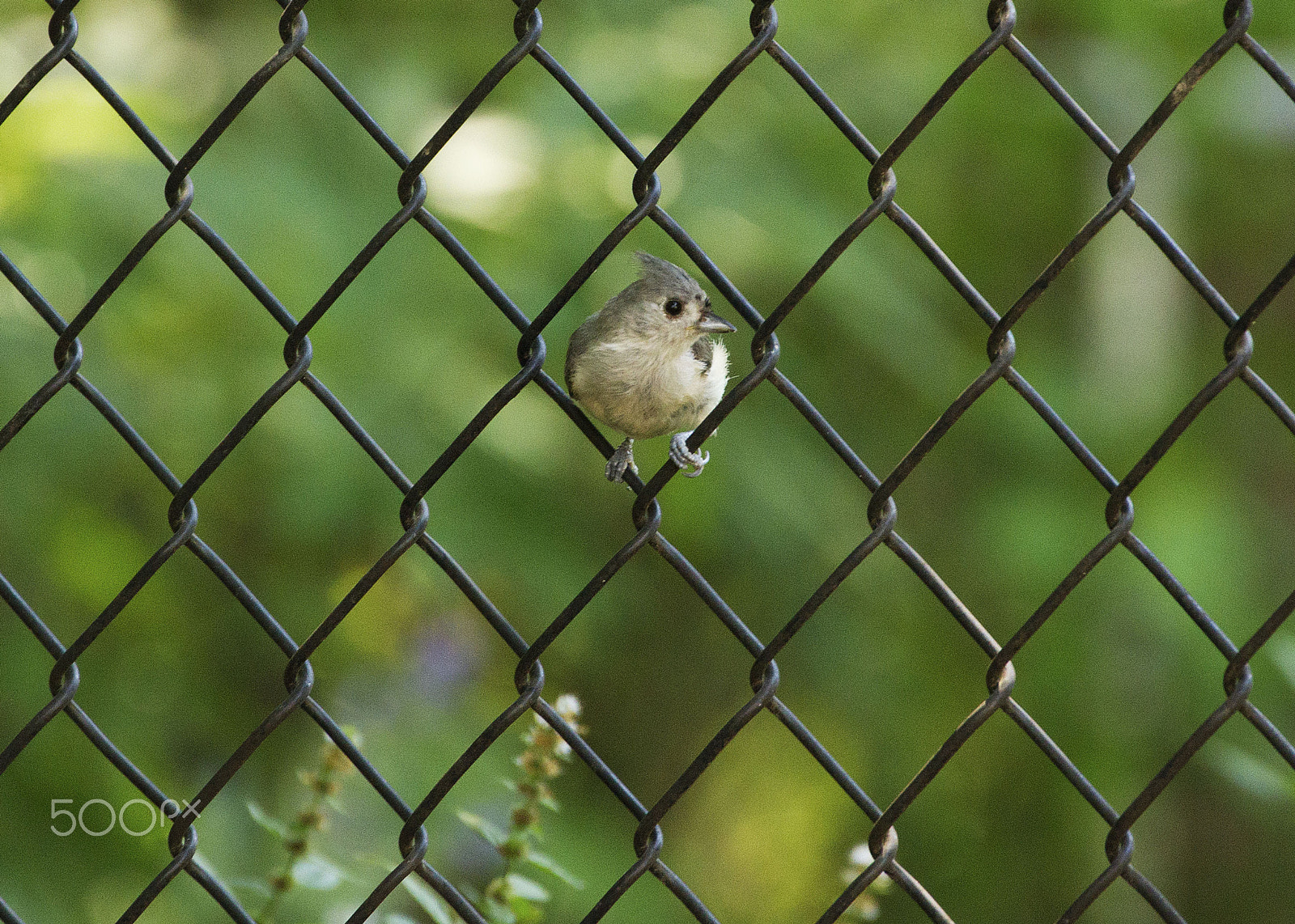 Canon EF 70-300mm F4-5.6L IS USM sample photo. Bird in fence photography