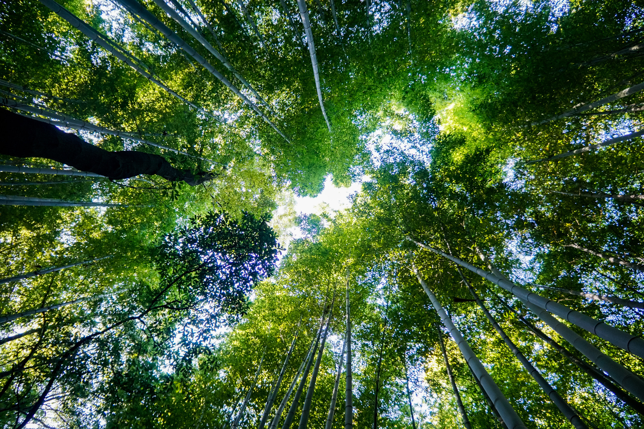 Sony a5100 + Sony E 18-55mm F3.5-5.6 OSS sample photo. Arashiyama bamboo grove photography