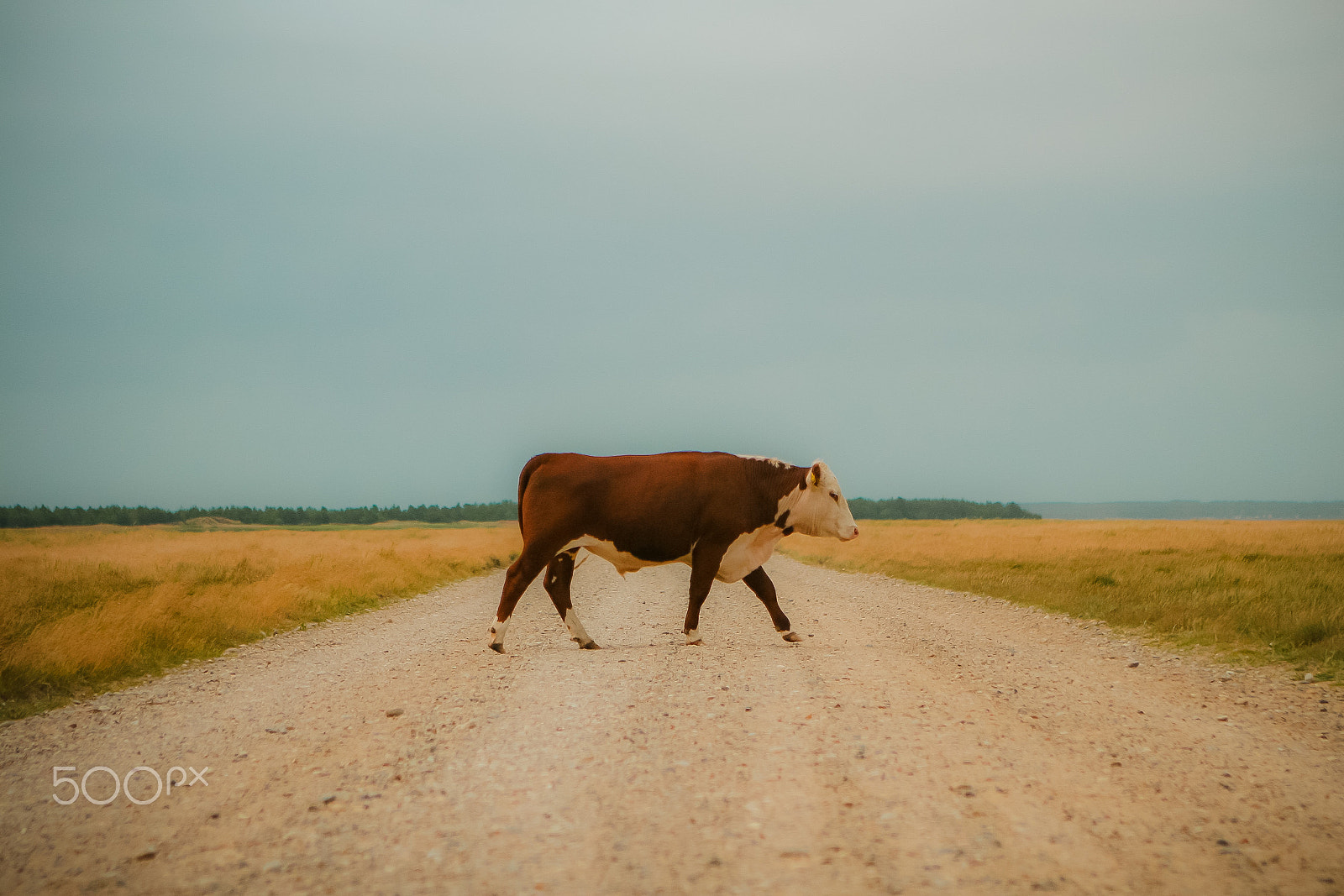 Canon EOS 30D + Canon EF 24-70mm F2.8L USM sample photo. Cattle. photography