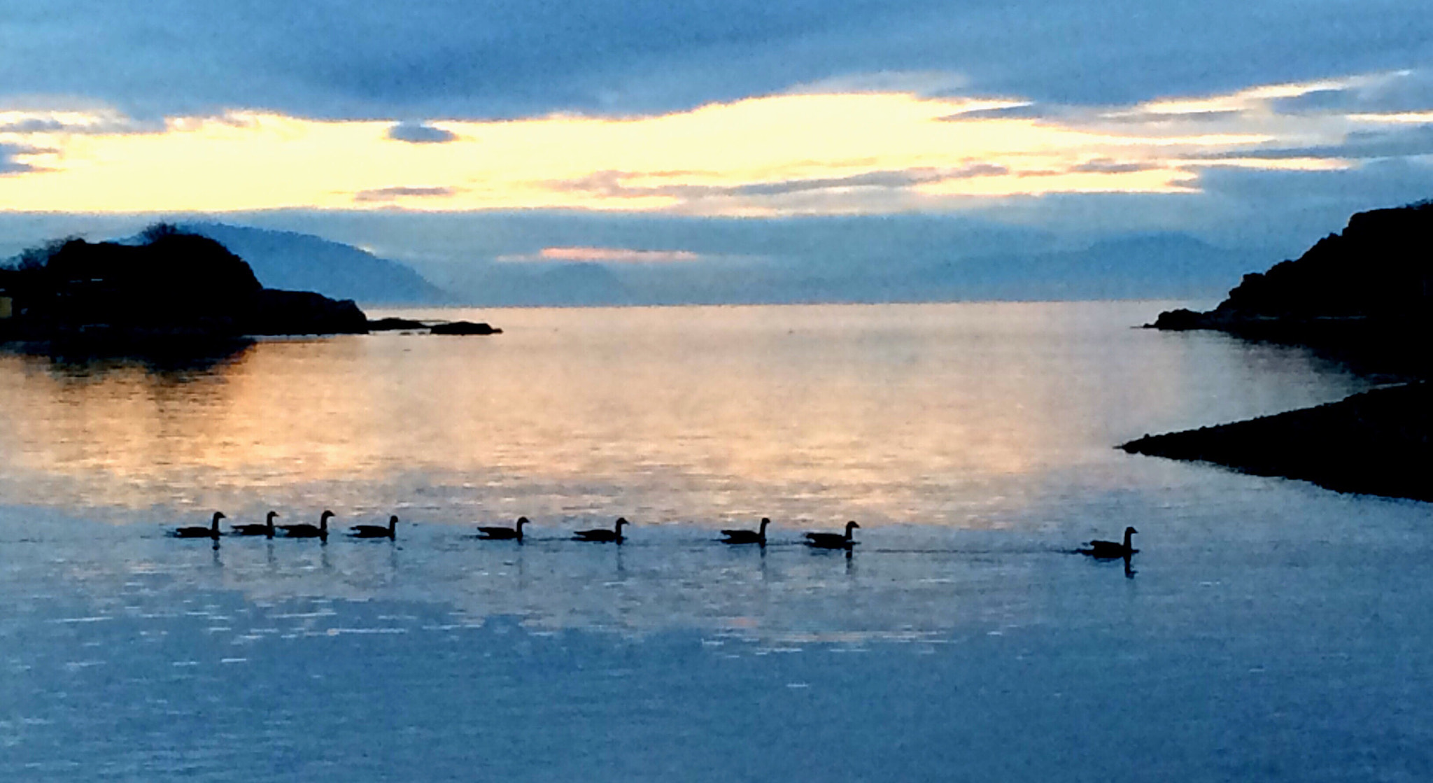 Apple iPhone6,1 sample photo. Canada geese enjoying a beautiful summer sunset, vancouver island, bc, canada . photography