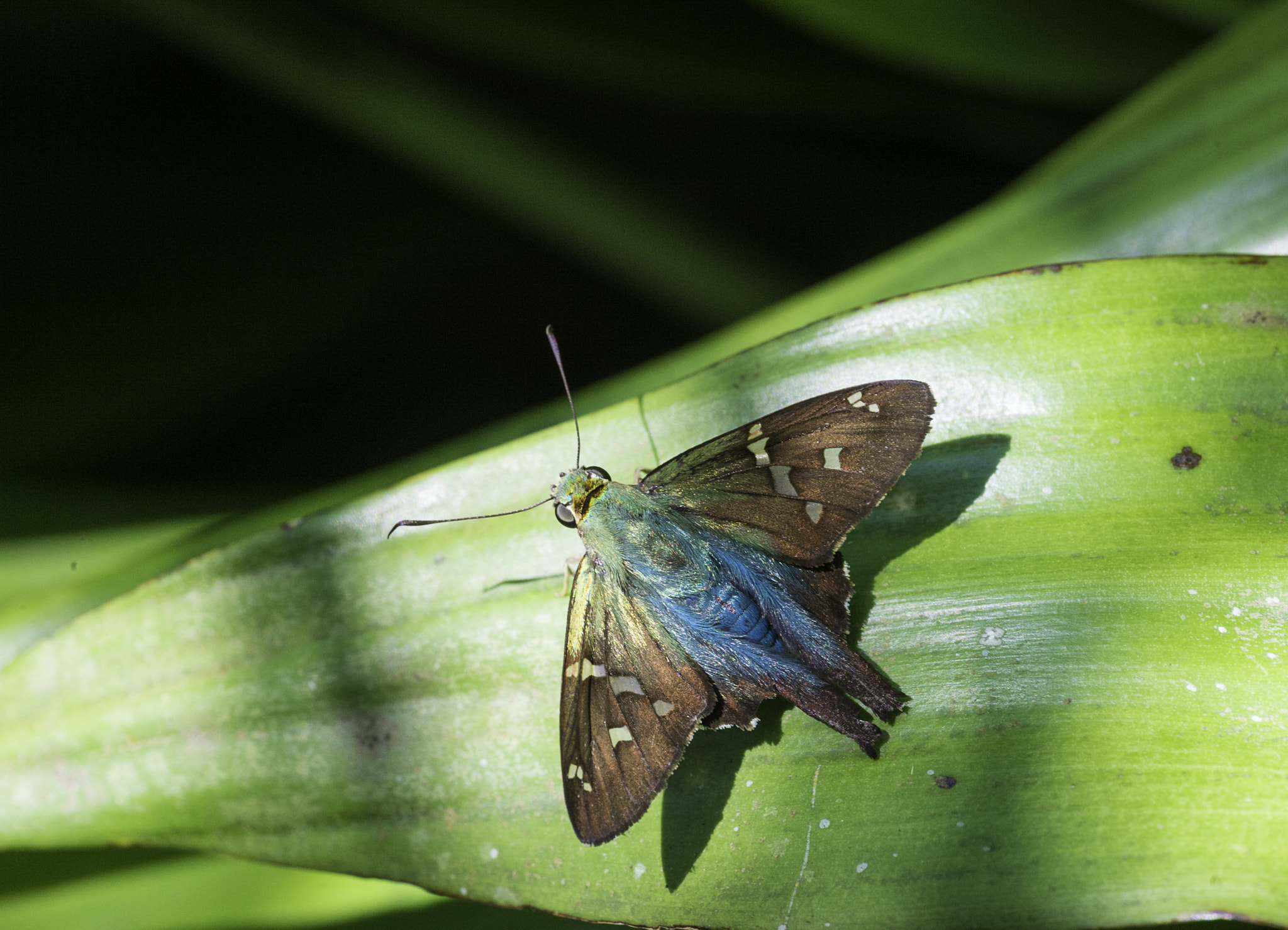 Nikon D4 sample photo. Skippers aren't always brown-urbanus viterboana photography