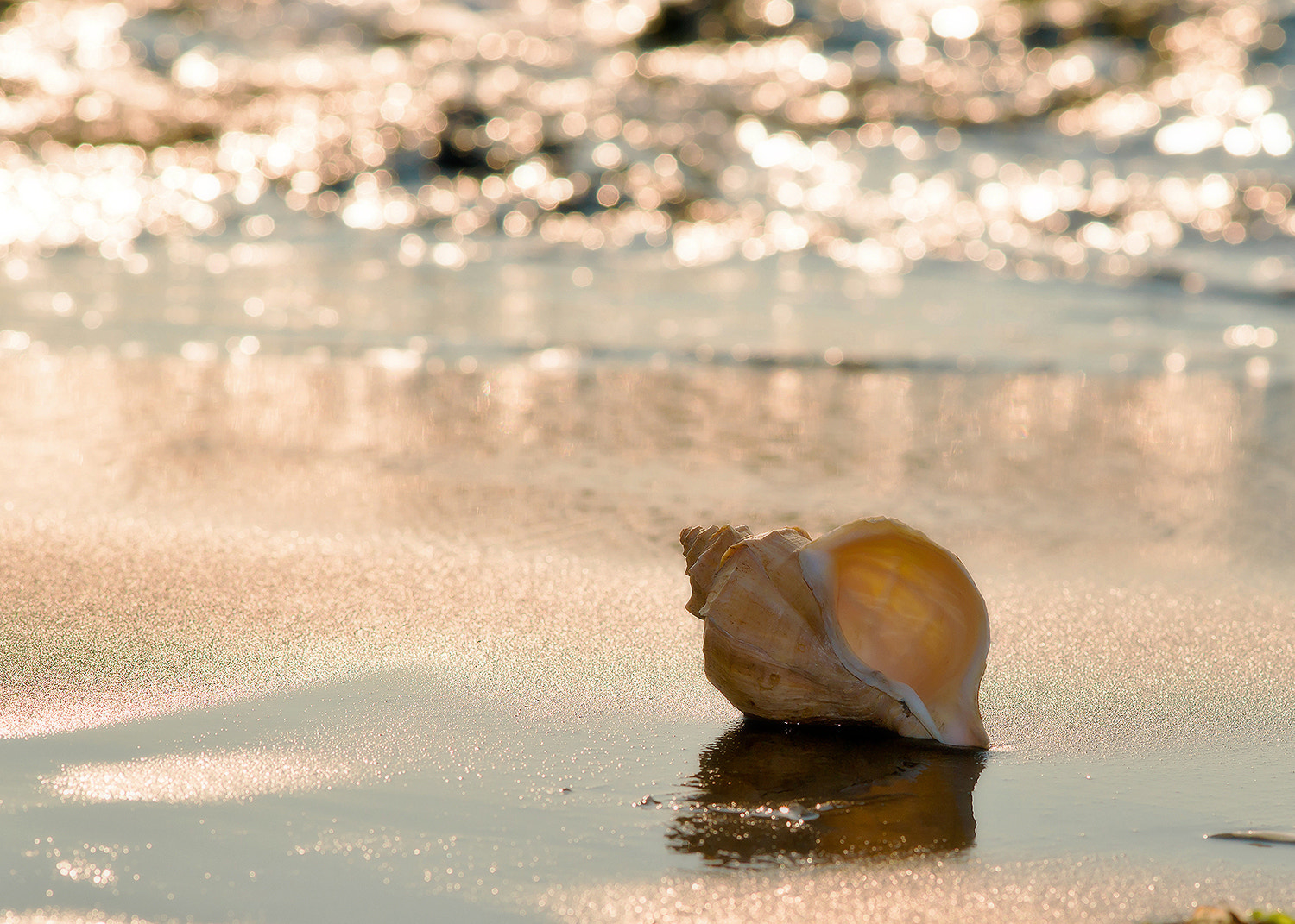 Sony Sonnar T* 135mm F1.8 ZA sample photo. Shell on the beach. photography