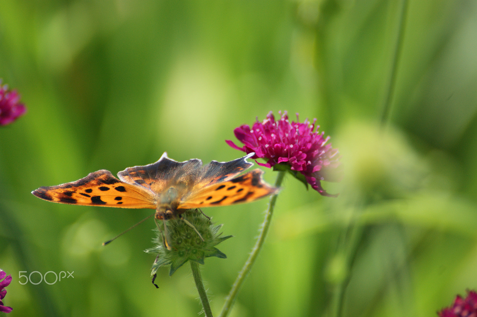 Sony Alpha DSLR-A390 sample photo. Preparing for another foraging trip photography