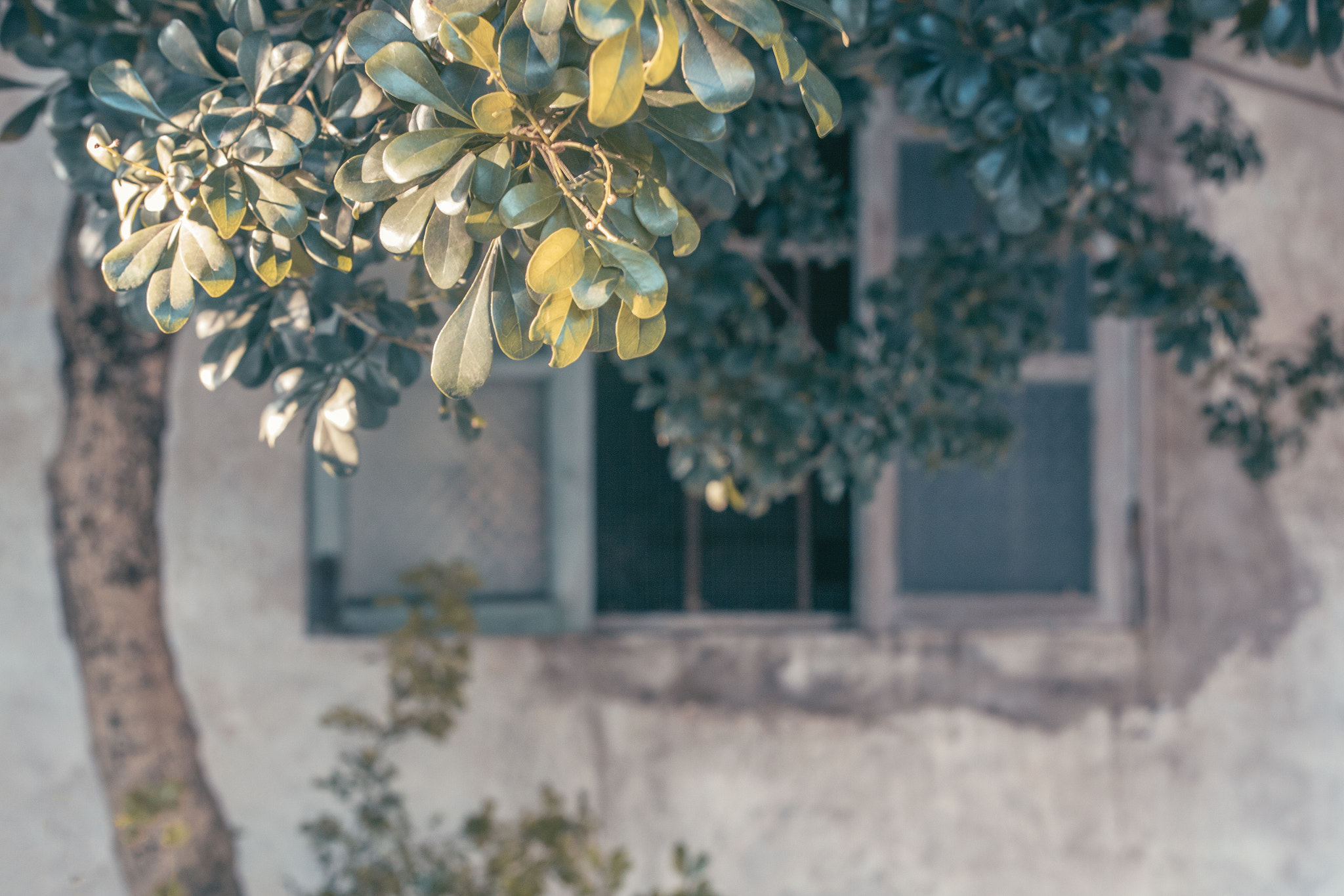 Canon EOS 50D + Sigma 35mm F1.4 DG HSM Art sample photo. 拷貝 photography