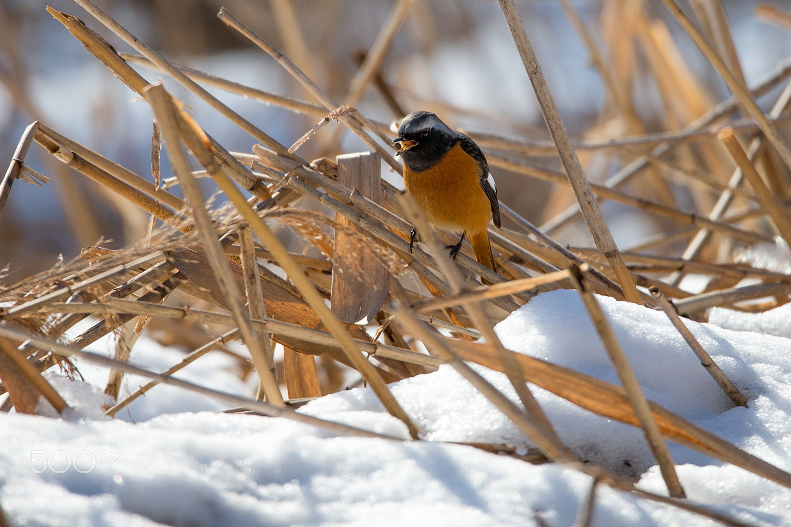 Sigma 150-600mm F5-6.3 DG OS HSM | C sample photo. Meal of the winter day photography