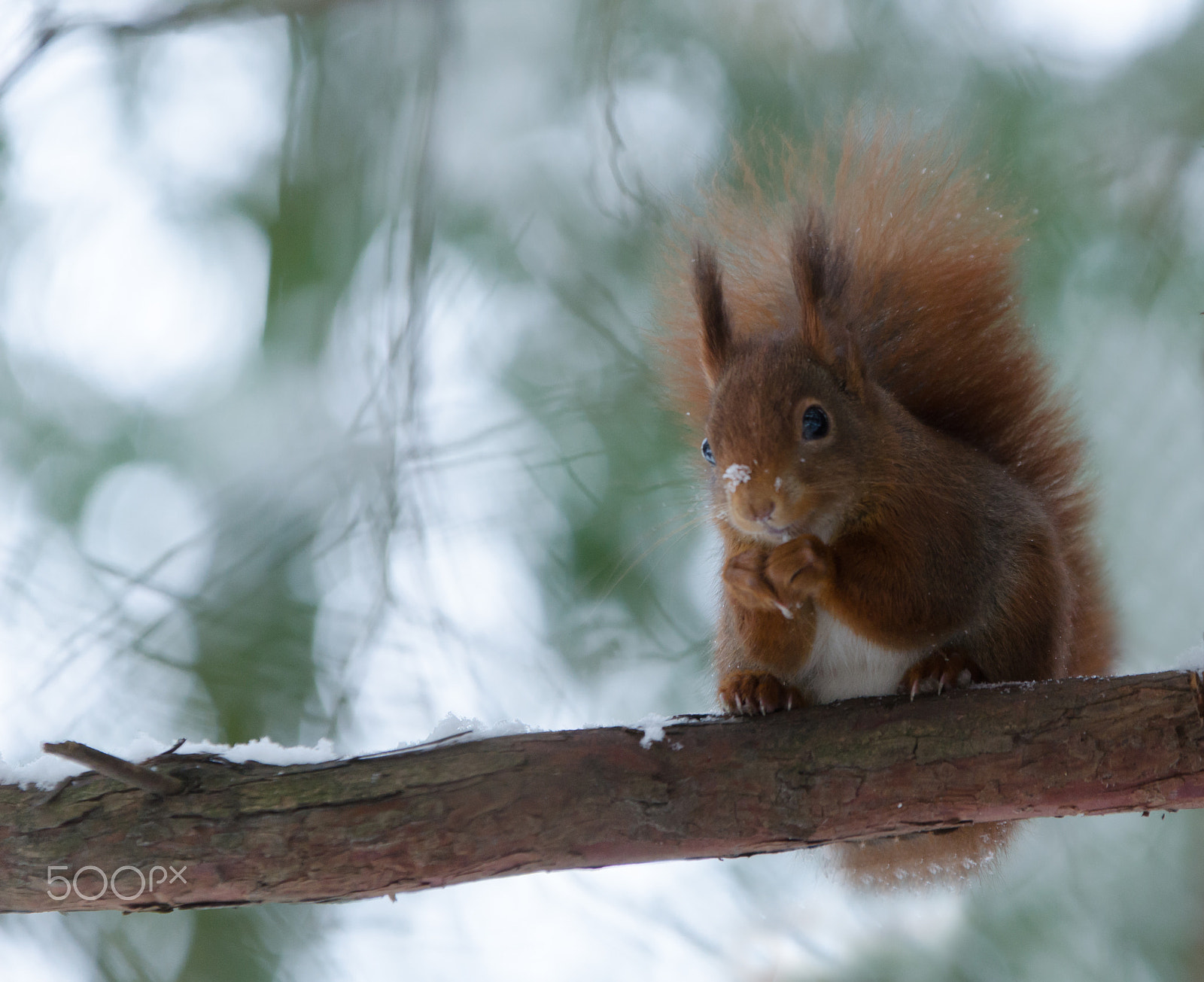 Sigma 70-200mm F2.8 EX DG OS HSM sample photo. Good morning world :) photography