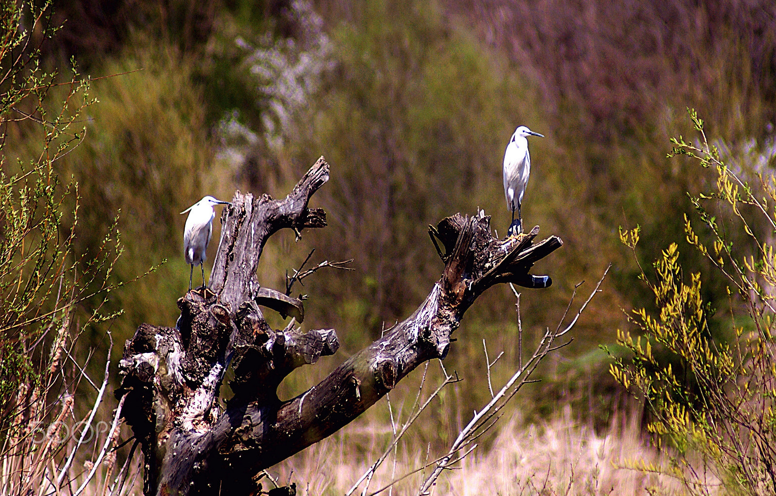 Sony 75-300mm F4.5-5.6 sample photo. Малката бяла чапла (egretta garzetta)﻿ photography