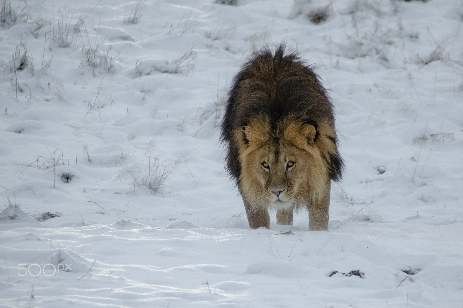 Sigma 70-200mm F2.8 EX DG OS HSM sample photo. Lion in the snow photography