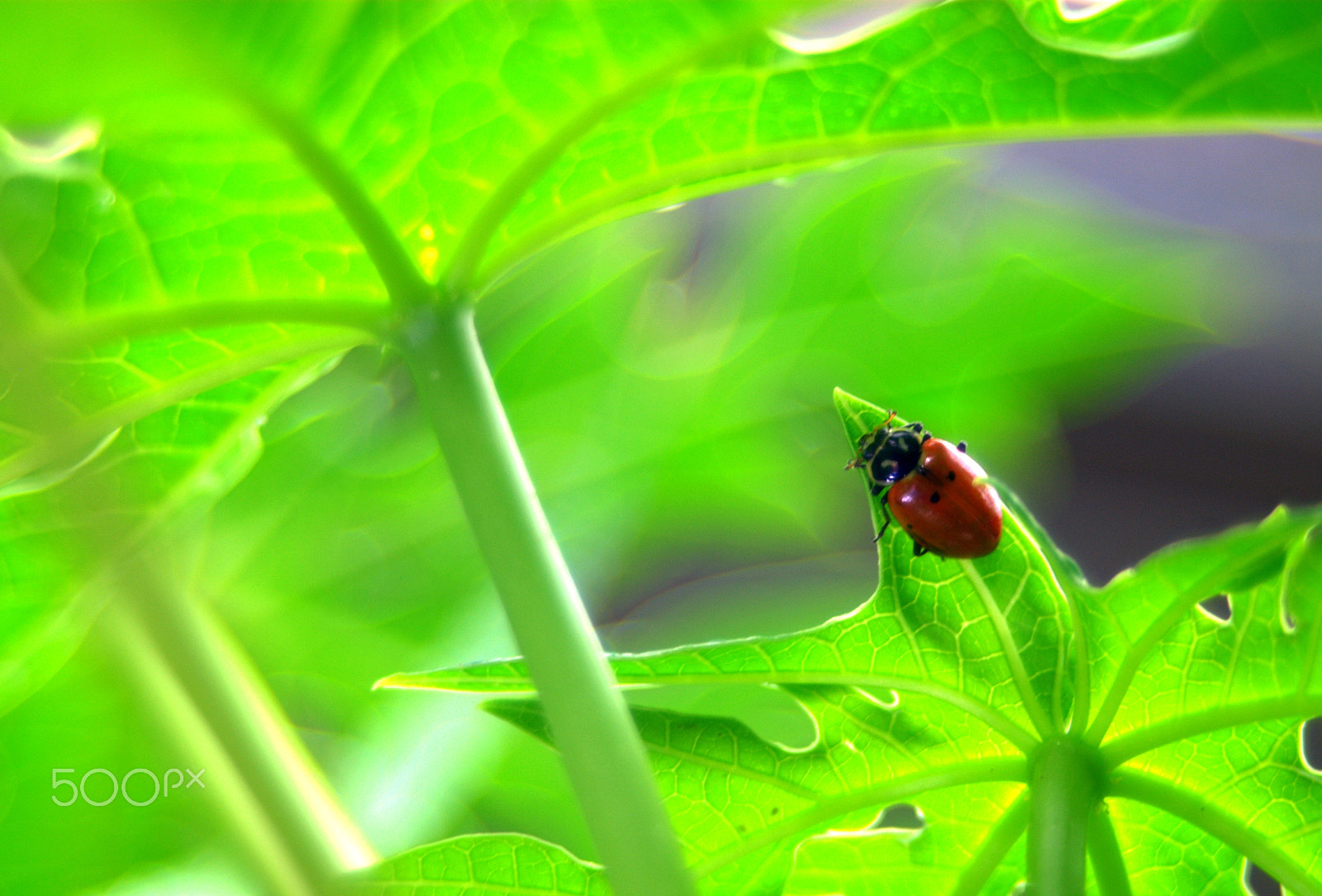 Sigma 28-90mm F3.5-5.6 Macro sample photo. Lady bug on papaya photography