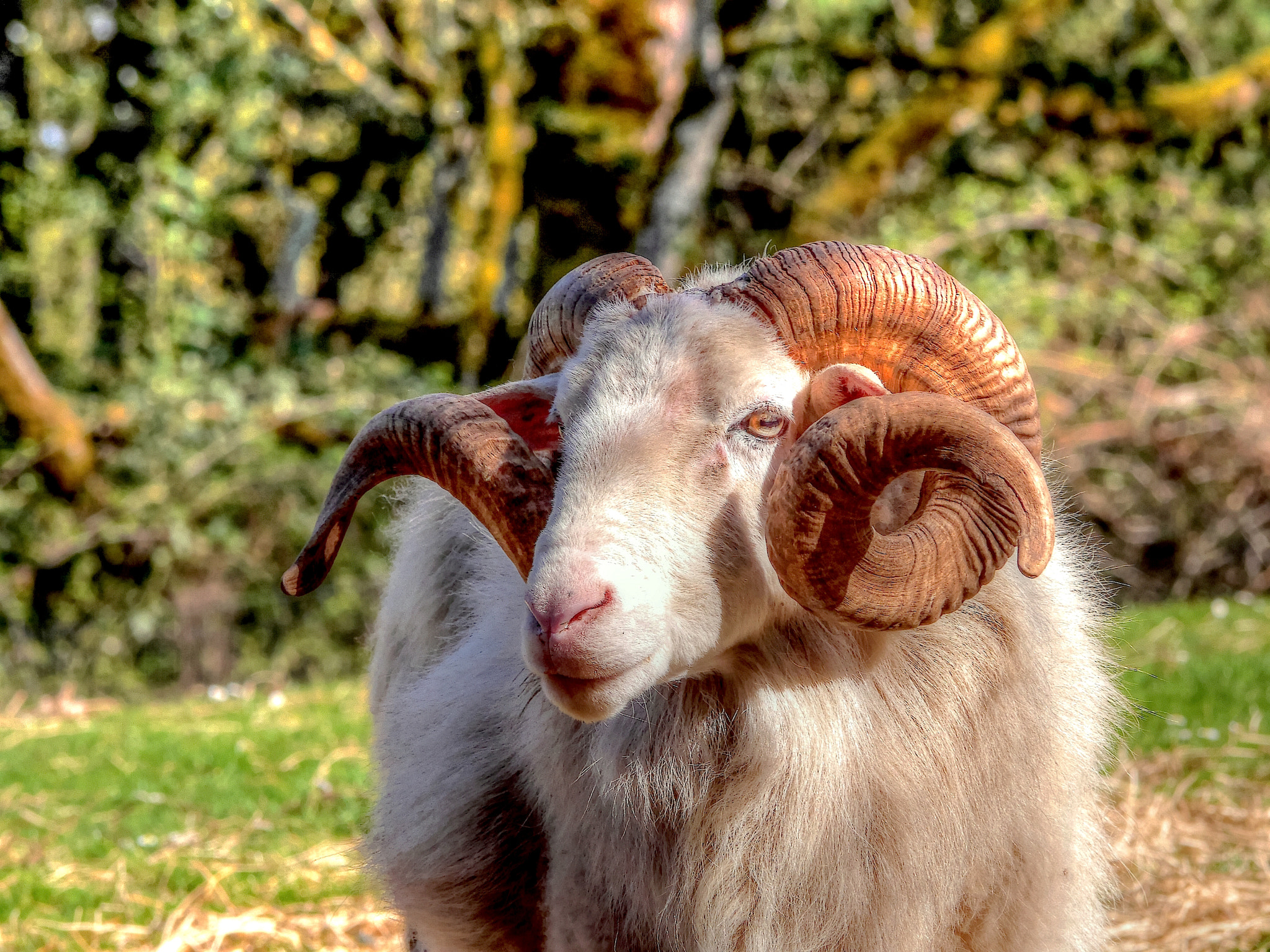 Panasonic Lumix DMC-GH3 sample photo. Big horn photography