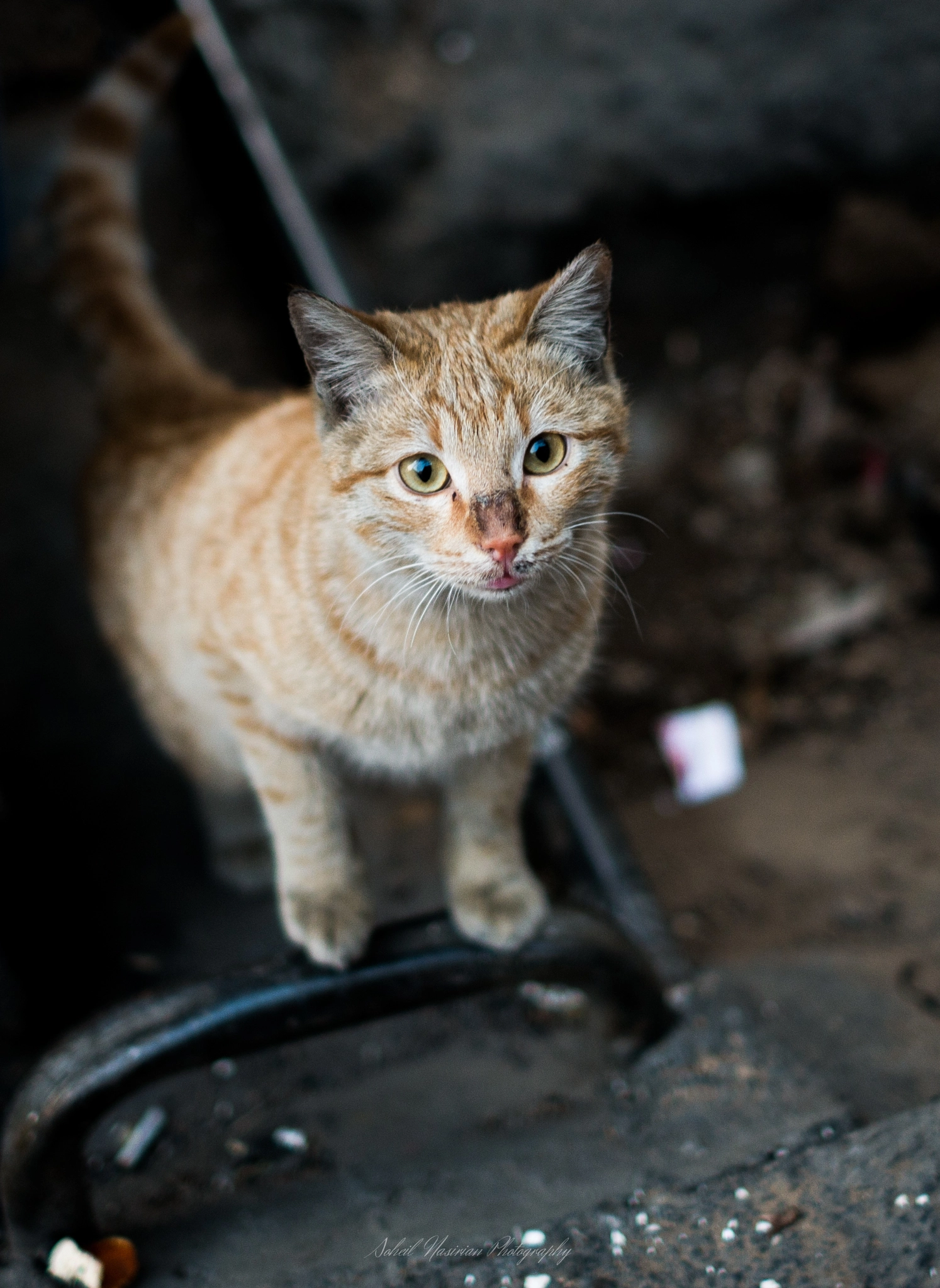 Fujifilm X-A1 + Fujifilm XF 35mm F1.4 R sample photo. Attend me photography