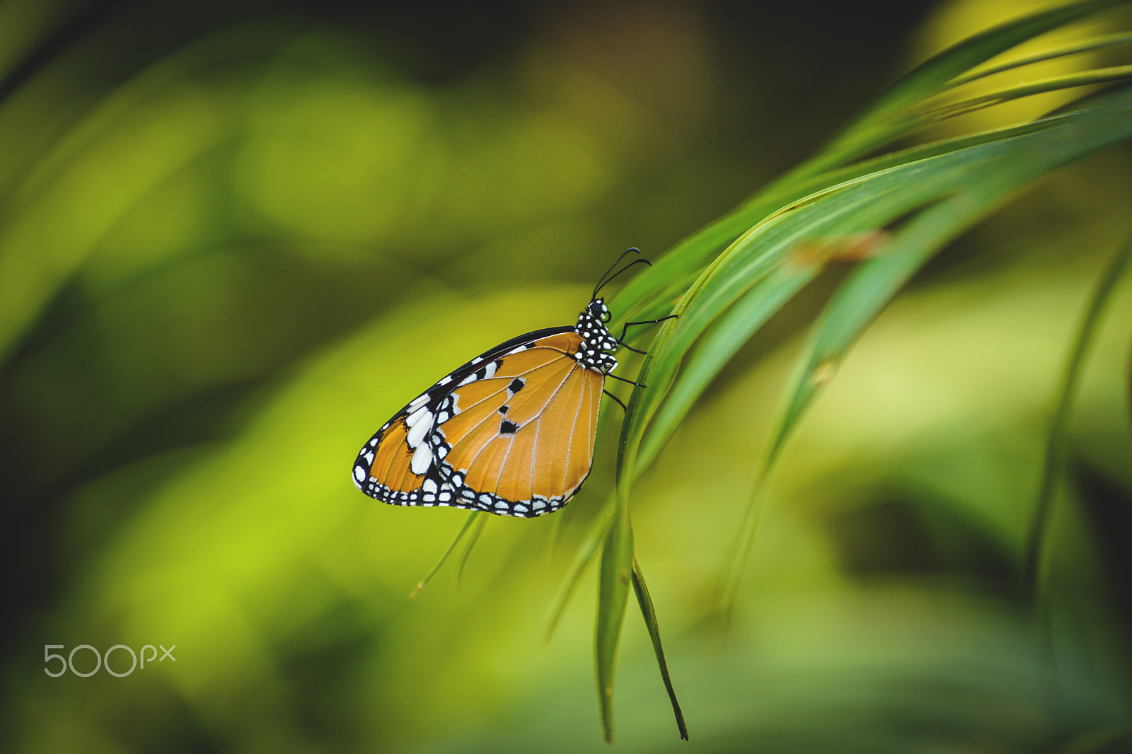 Sony ILCA-77M2 + Sony DT 55-200mm F4-5.6 SAM sample photo. A tiger butterfly photography