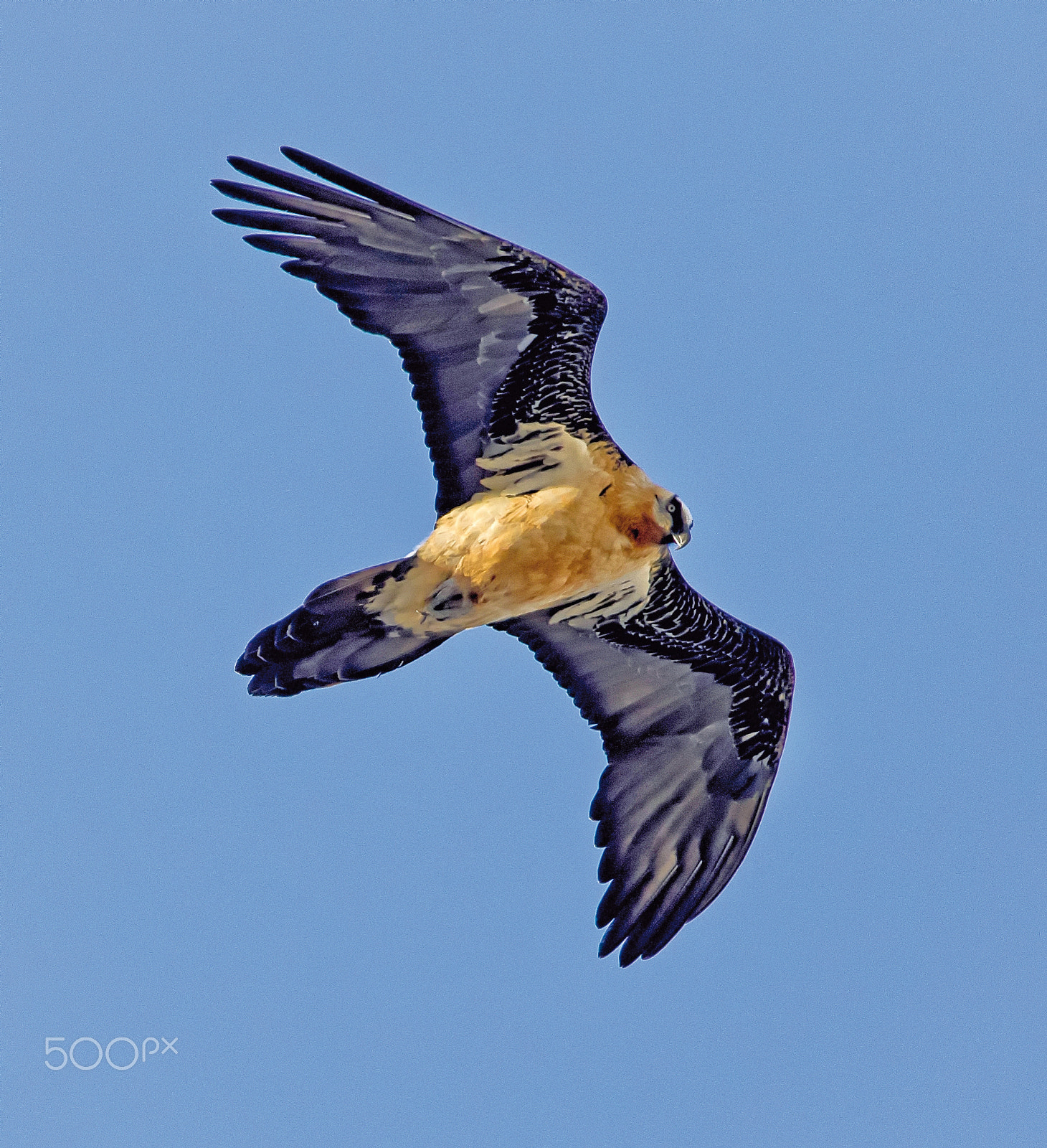 Canon EF 300mm f/2.8L + 1.4x sample photo. Gypaète barbu photography